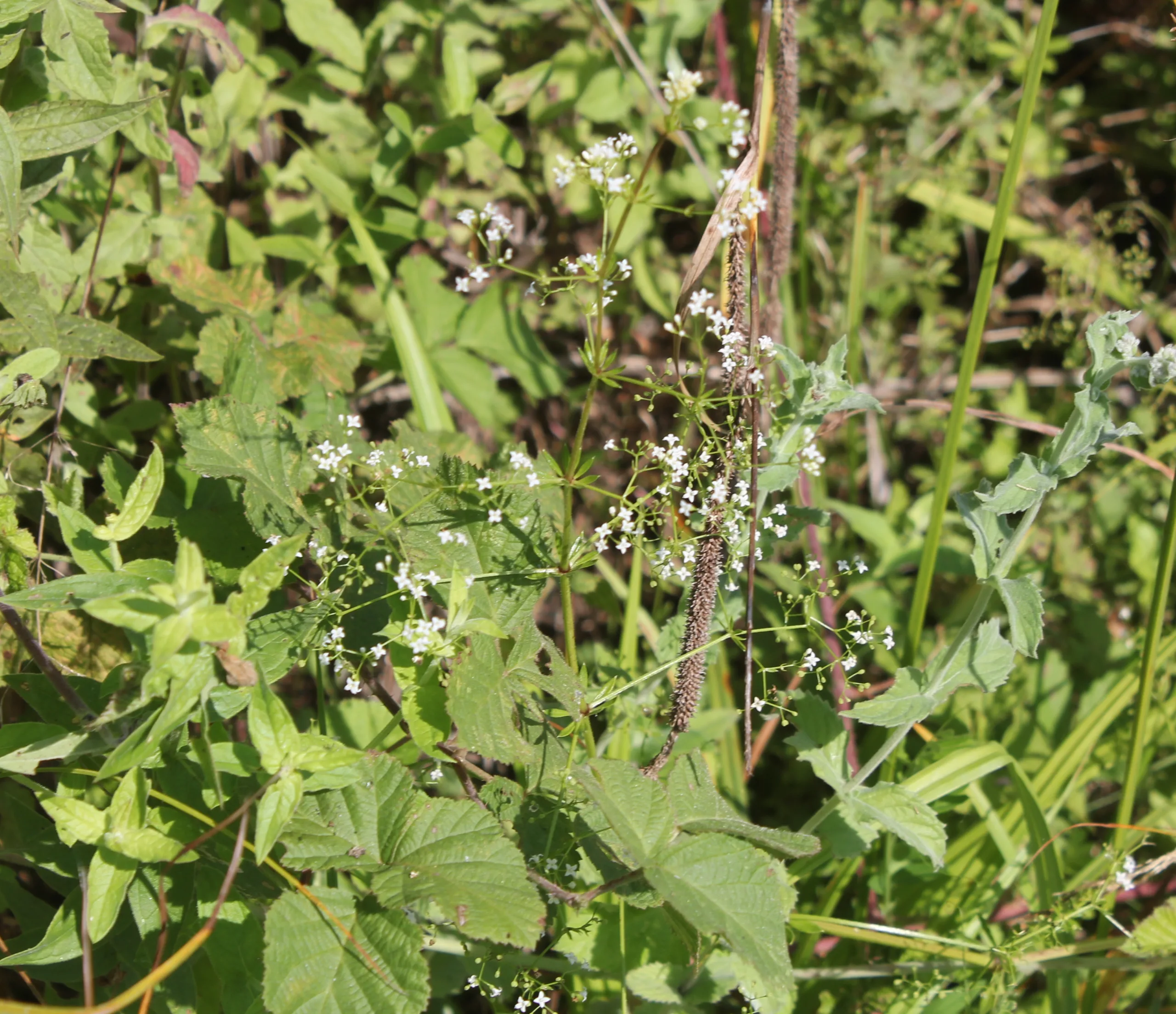 Galium rivale
