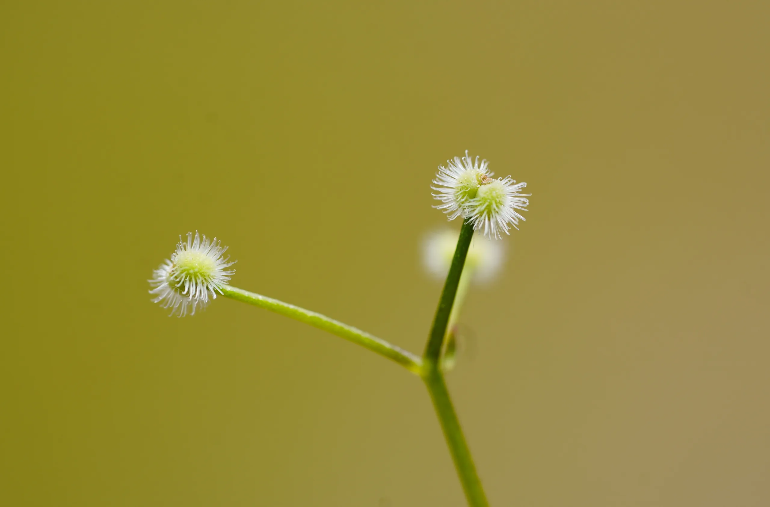 Galium rotundifolium