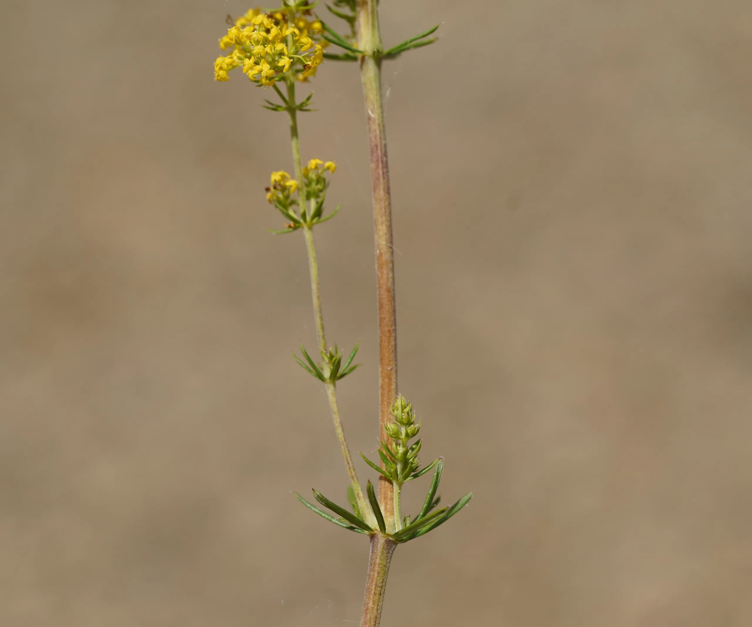 Galium verum