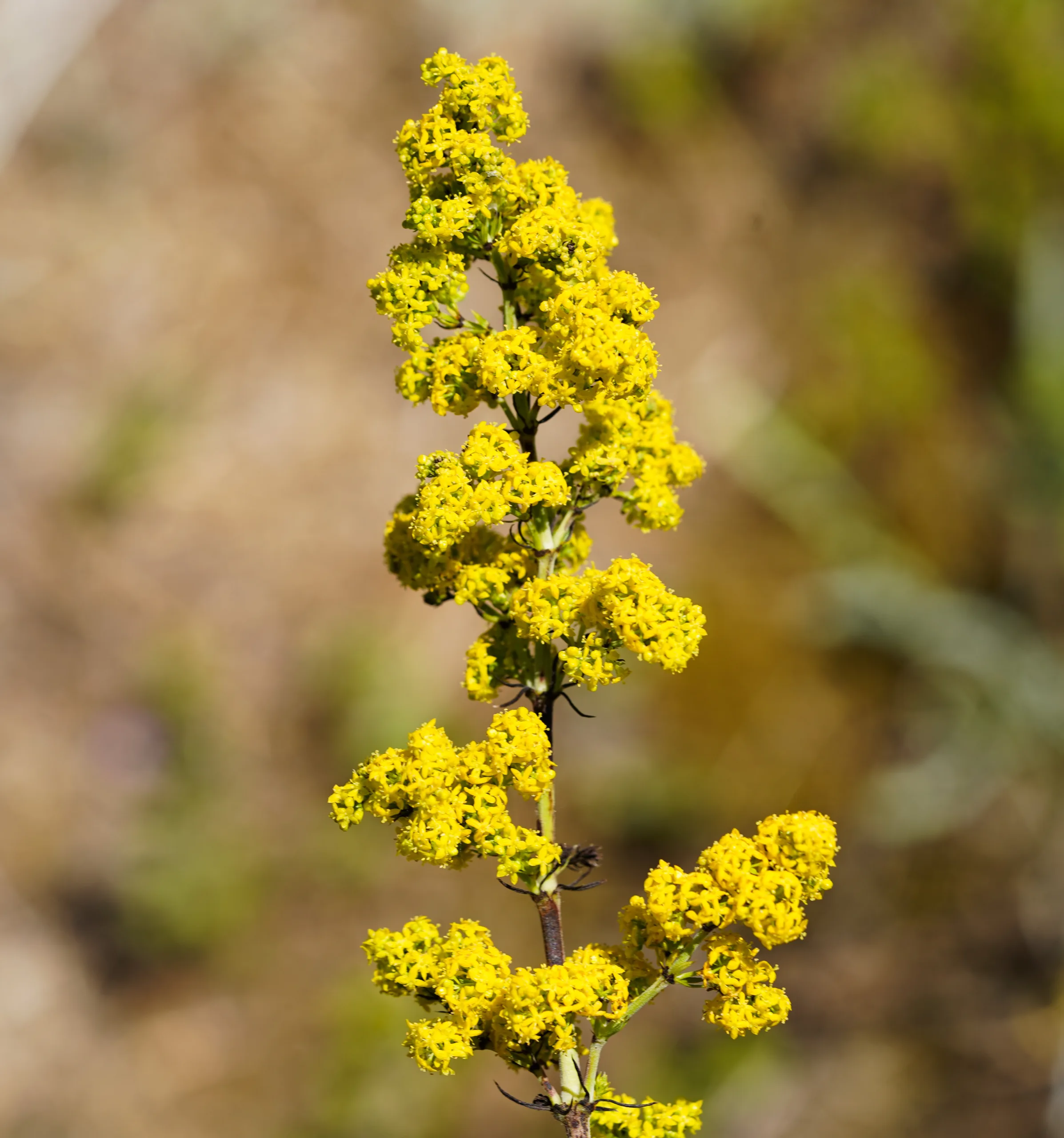 Galium verum