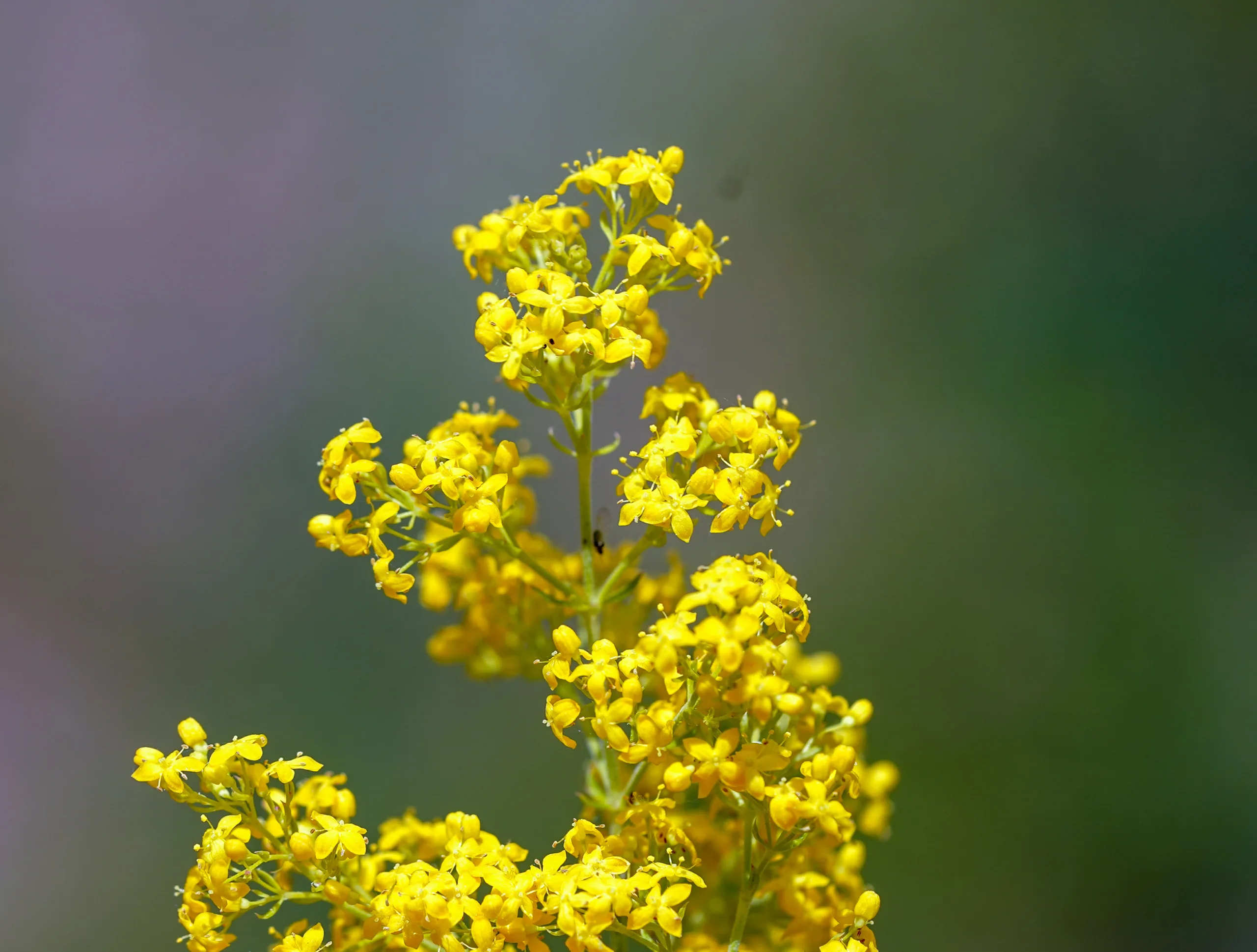 Galium verum