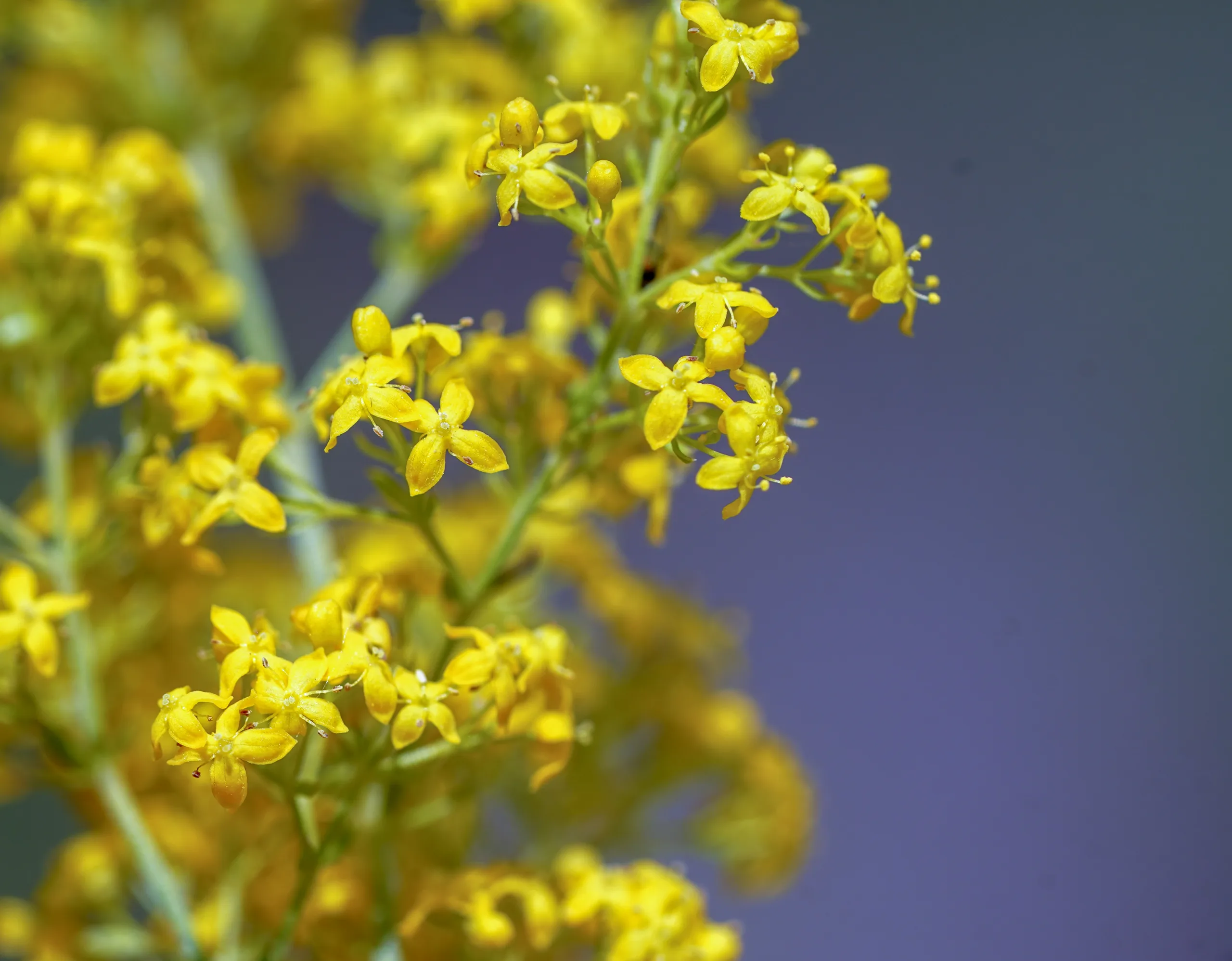 Galium verum
