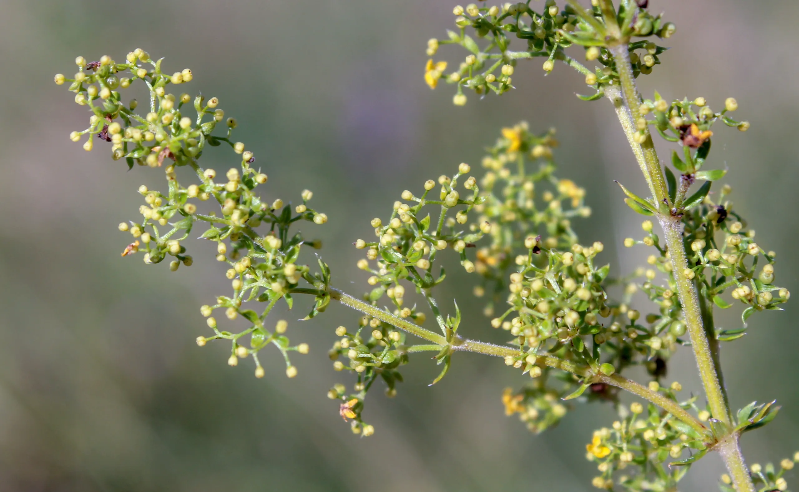 Galium verum