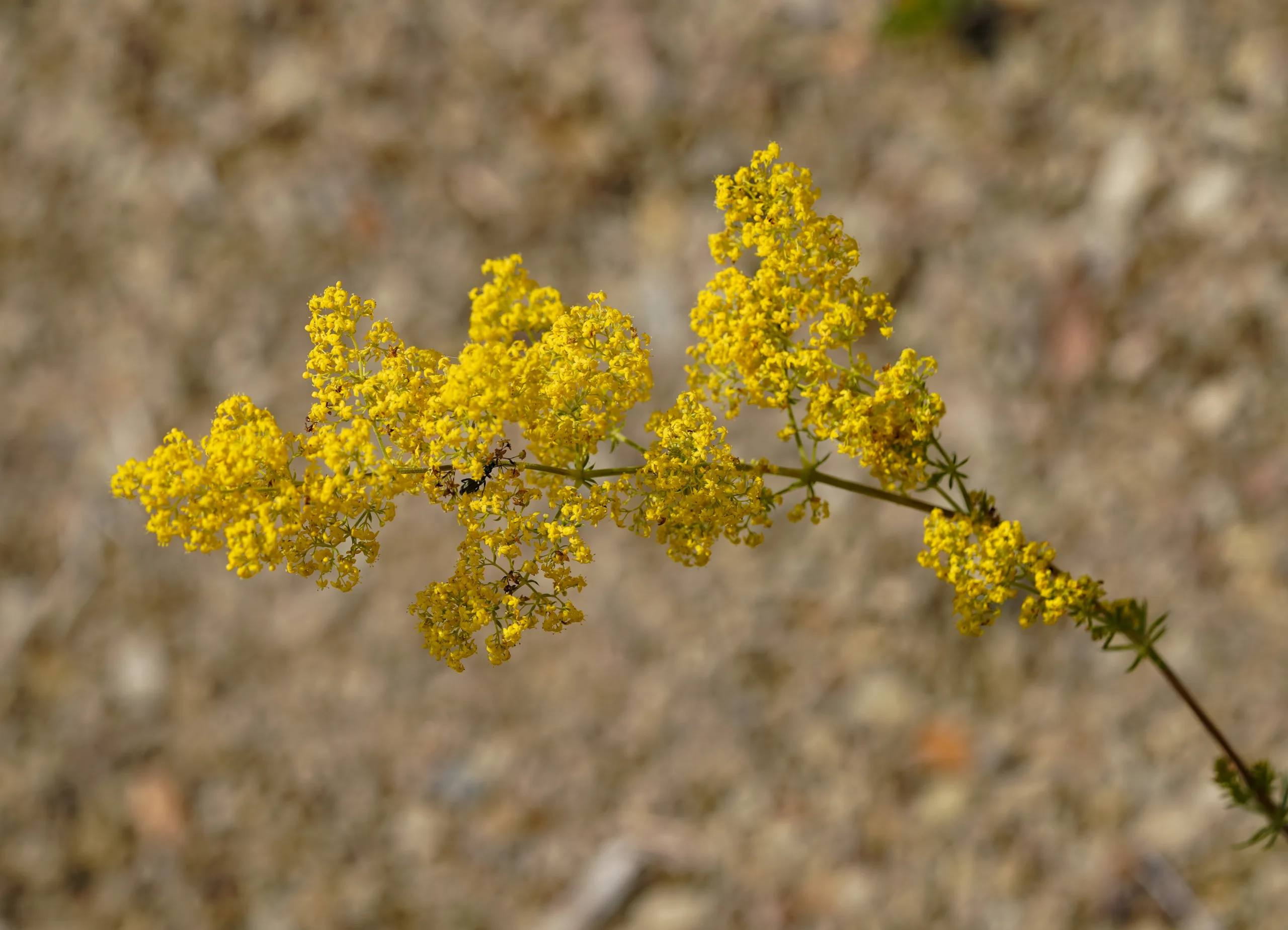 Galium verum