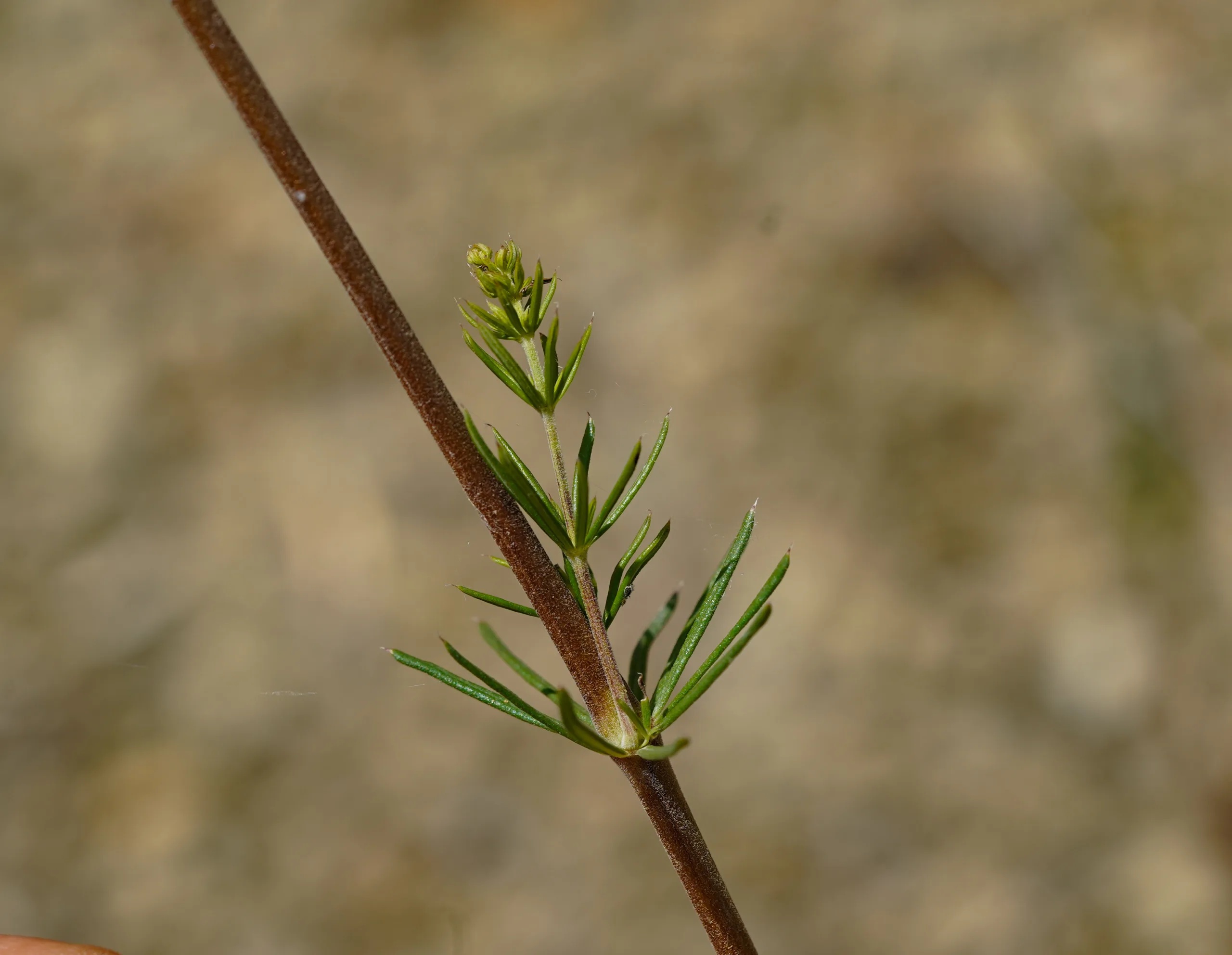Galium verum