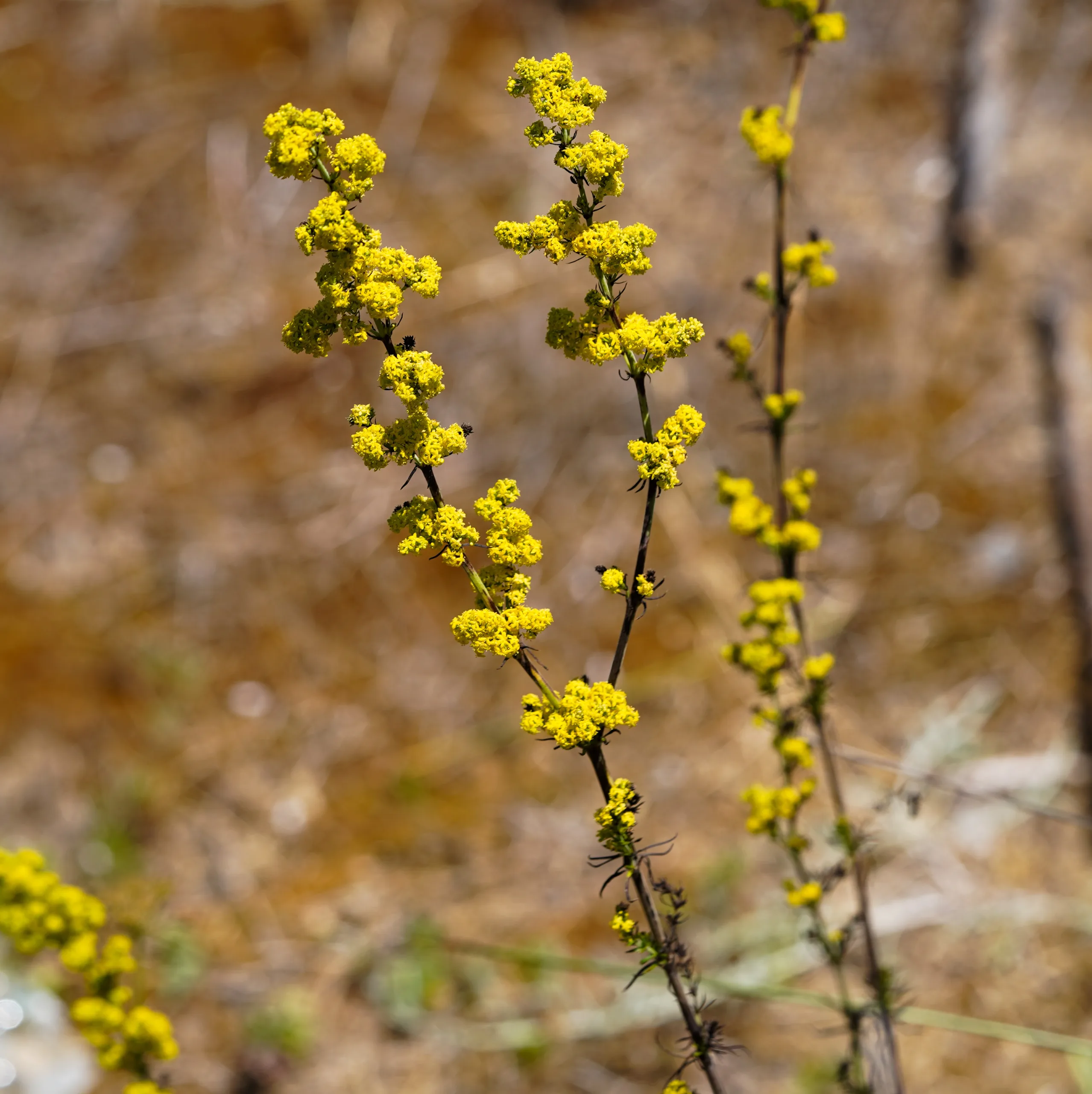 Galium verum