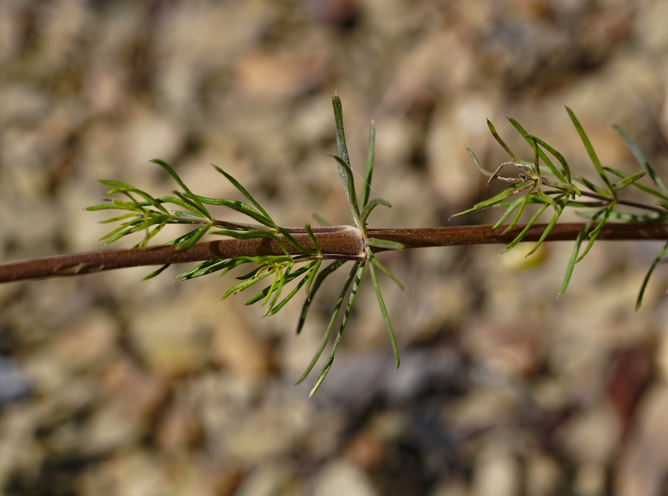 Galium verum