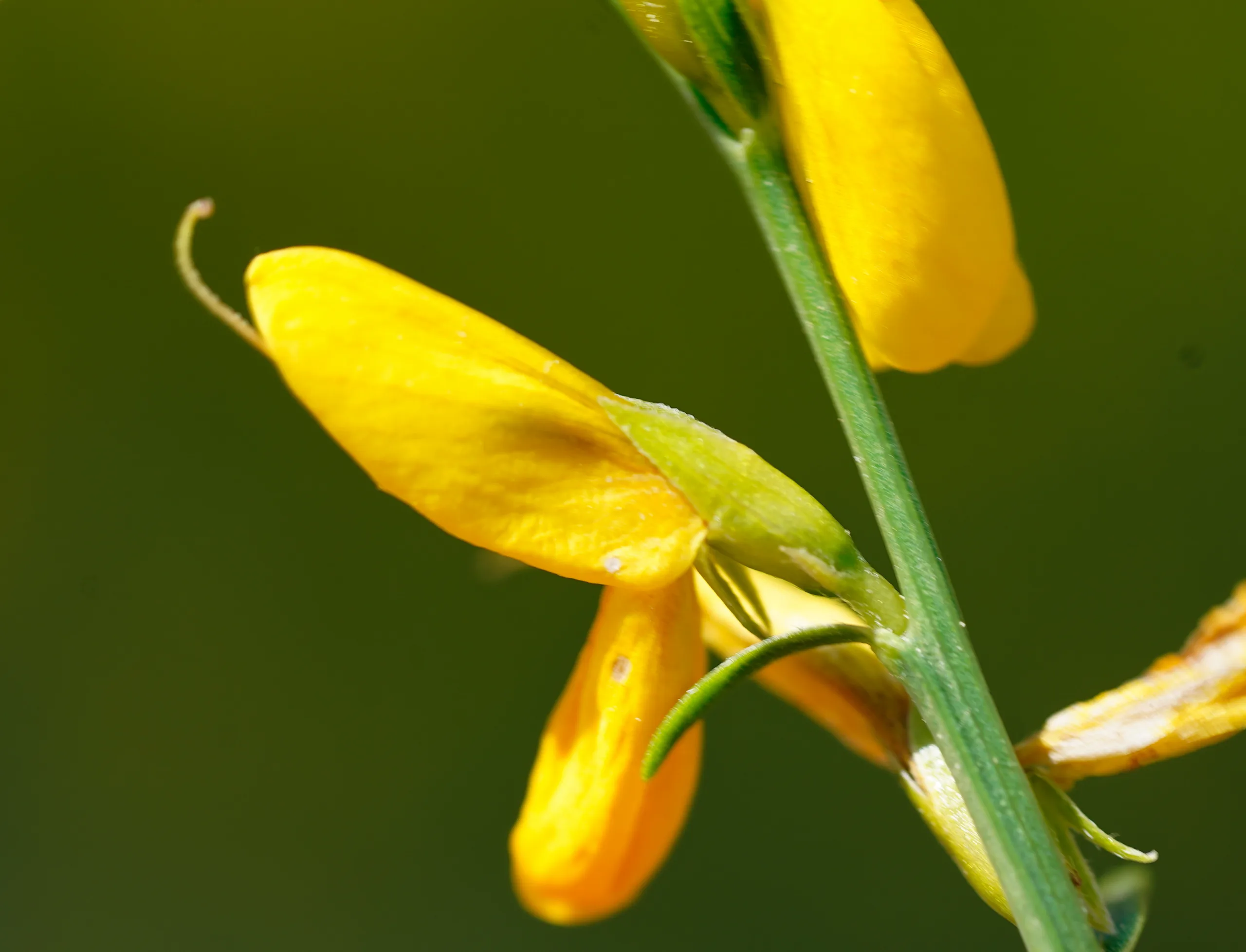 Genista lydia