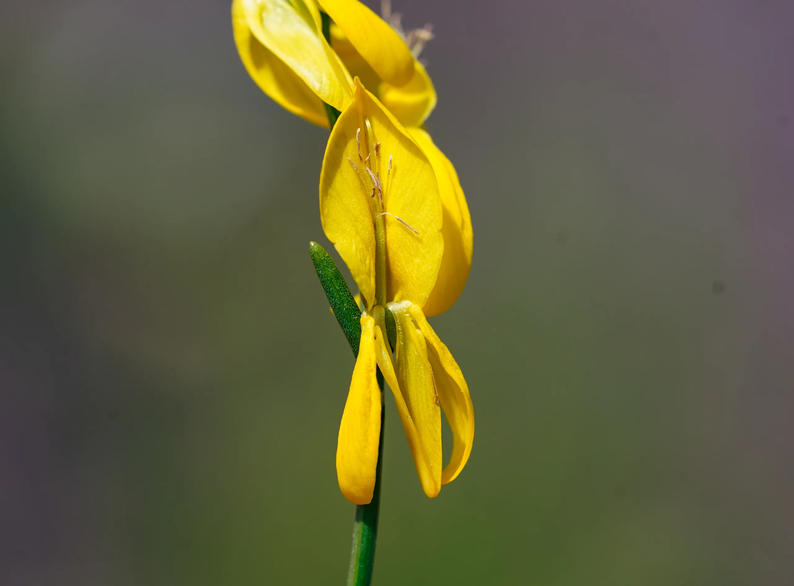 Genista lydia