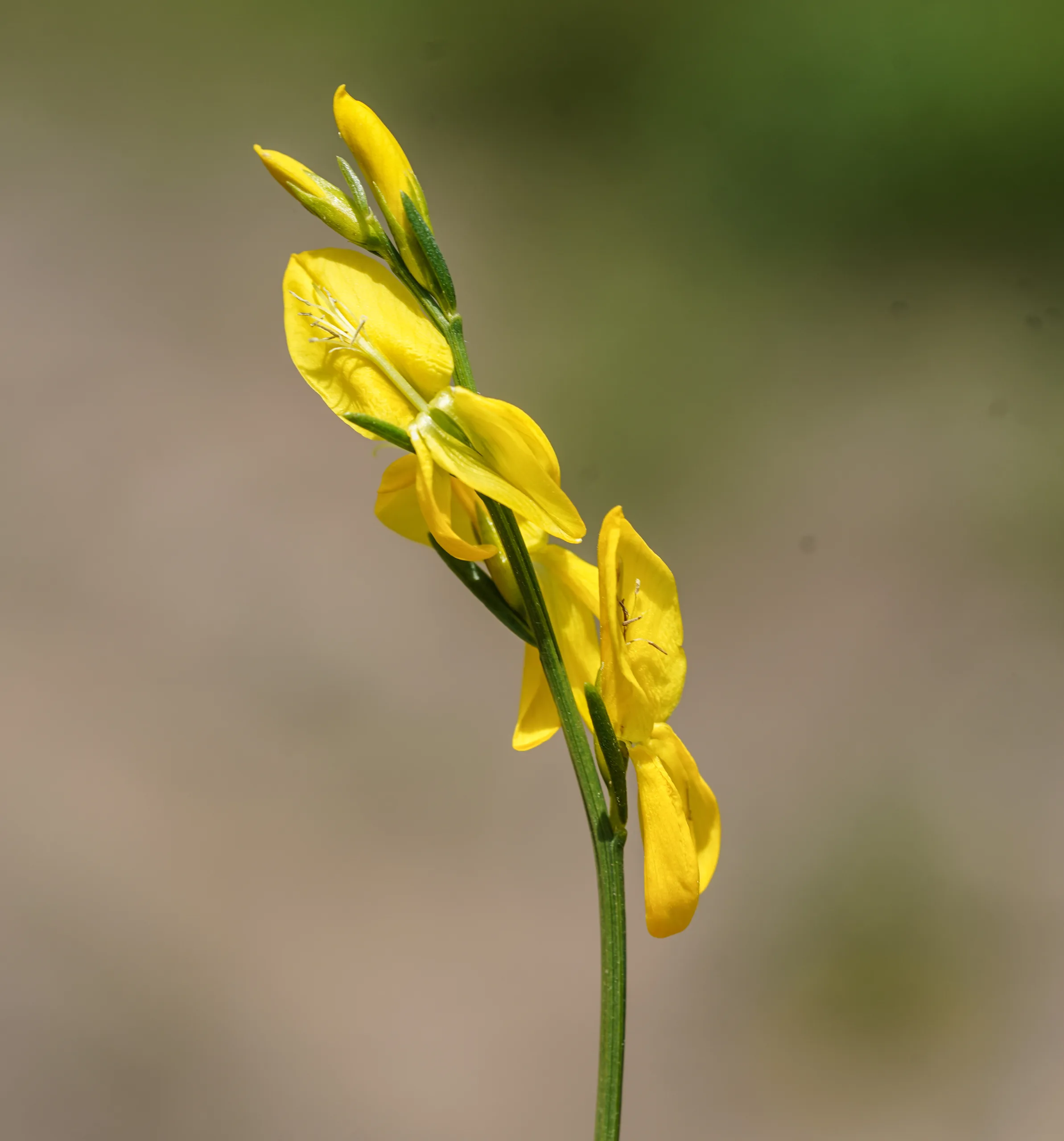 Genista lydia