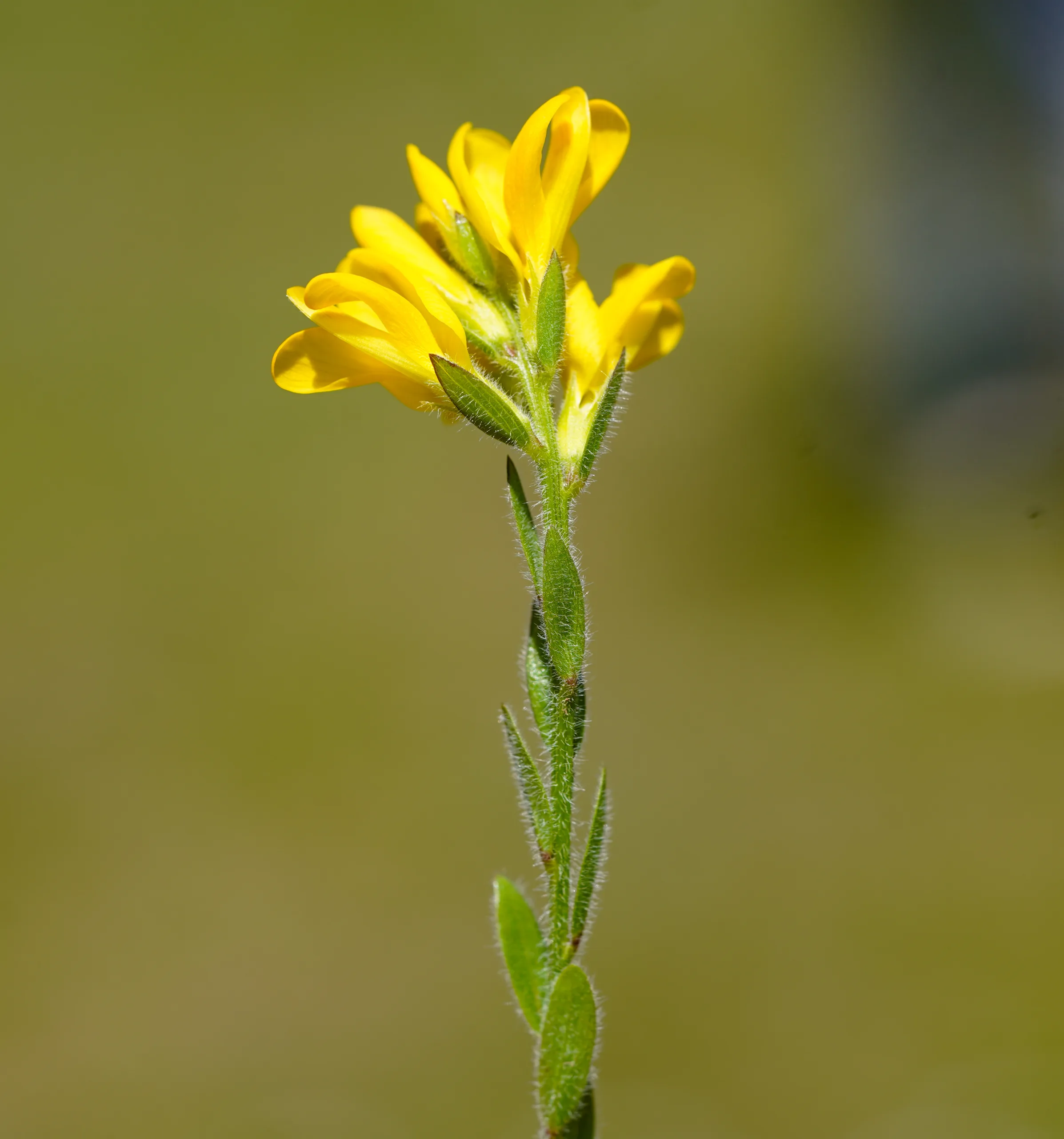 Genista tinctoria