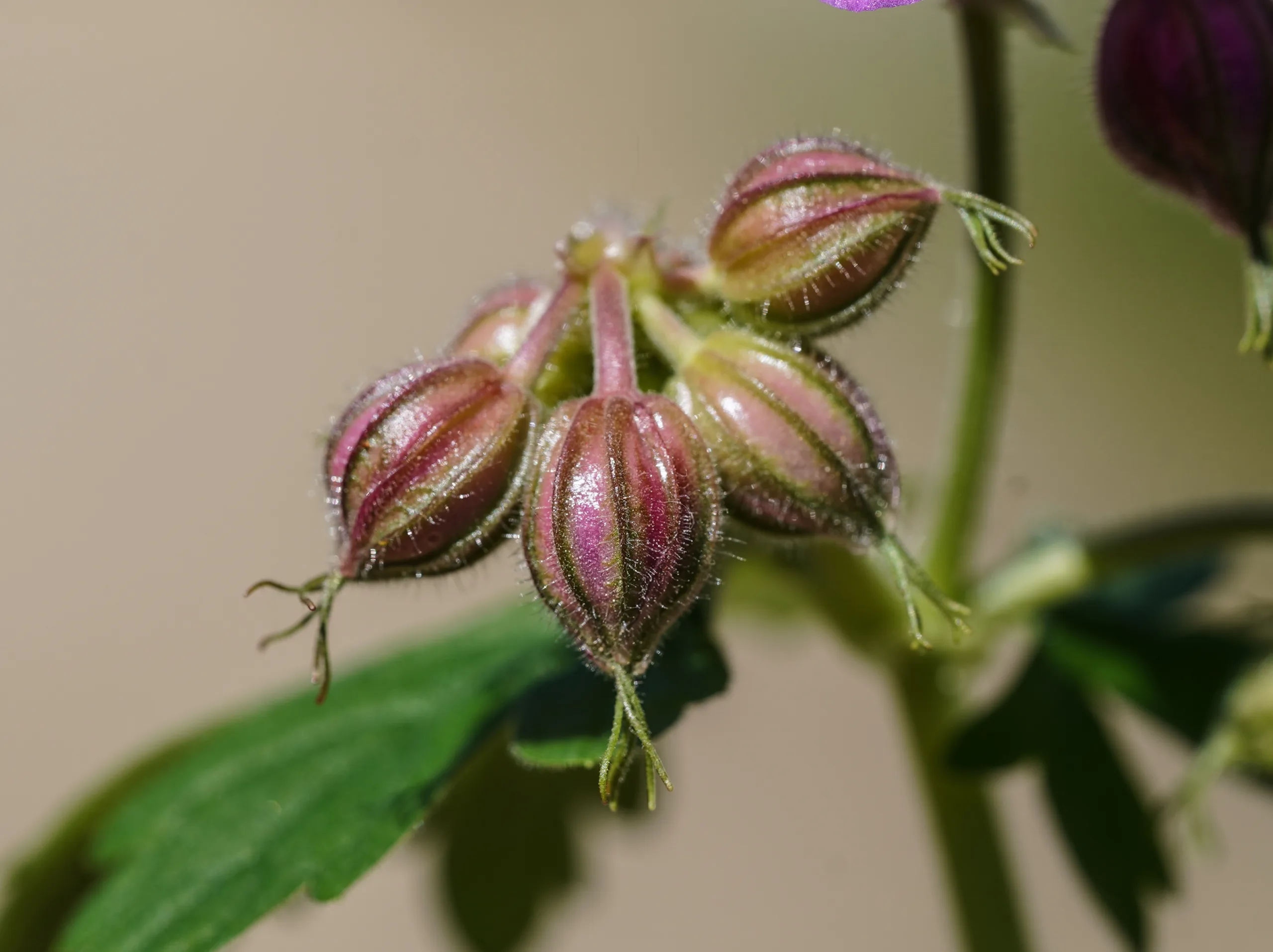 Geranium macrorrhizum