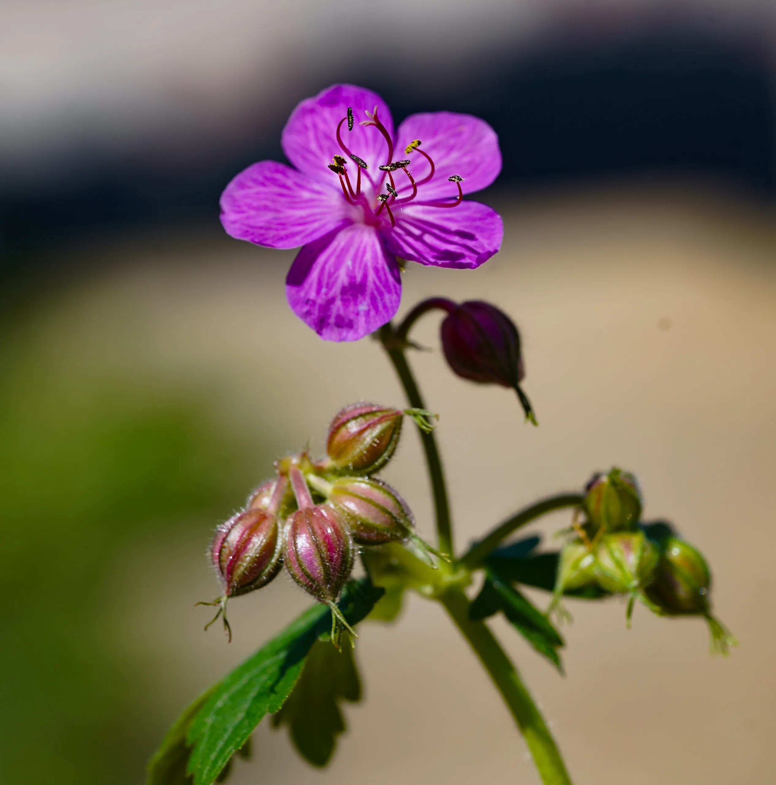 Geranium macrorrhizum