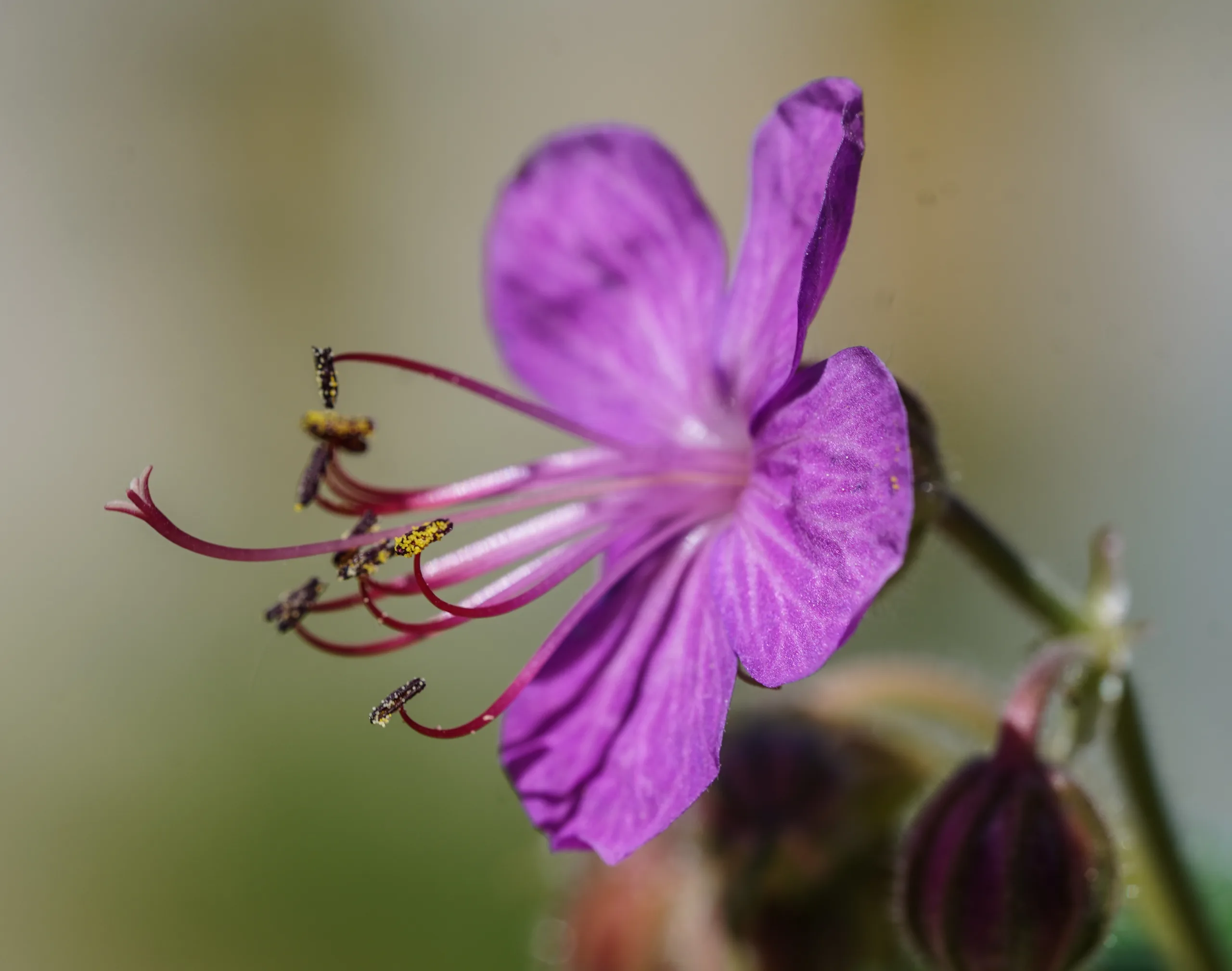 Geranium macrorrhizum