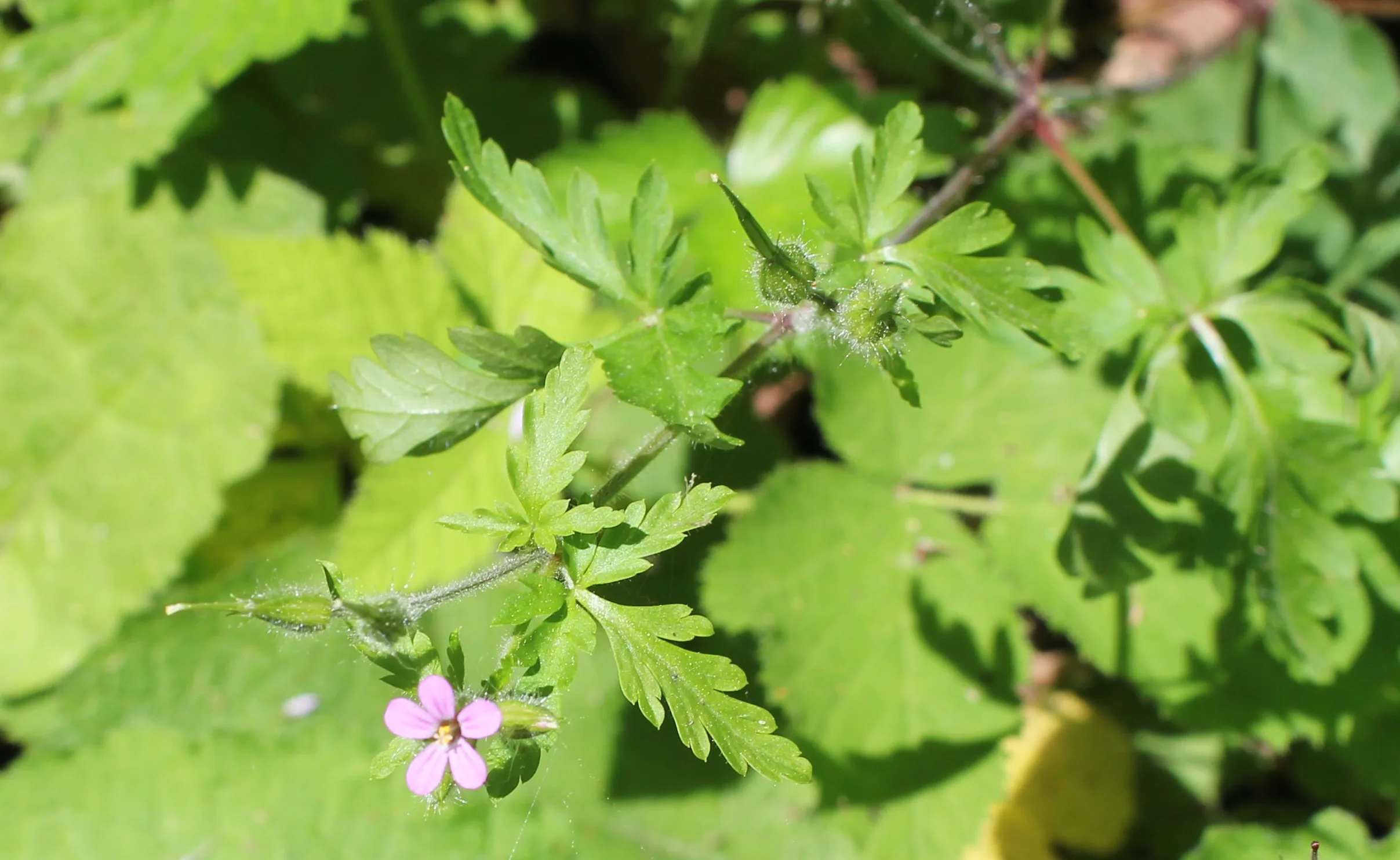 Geranium purpureum