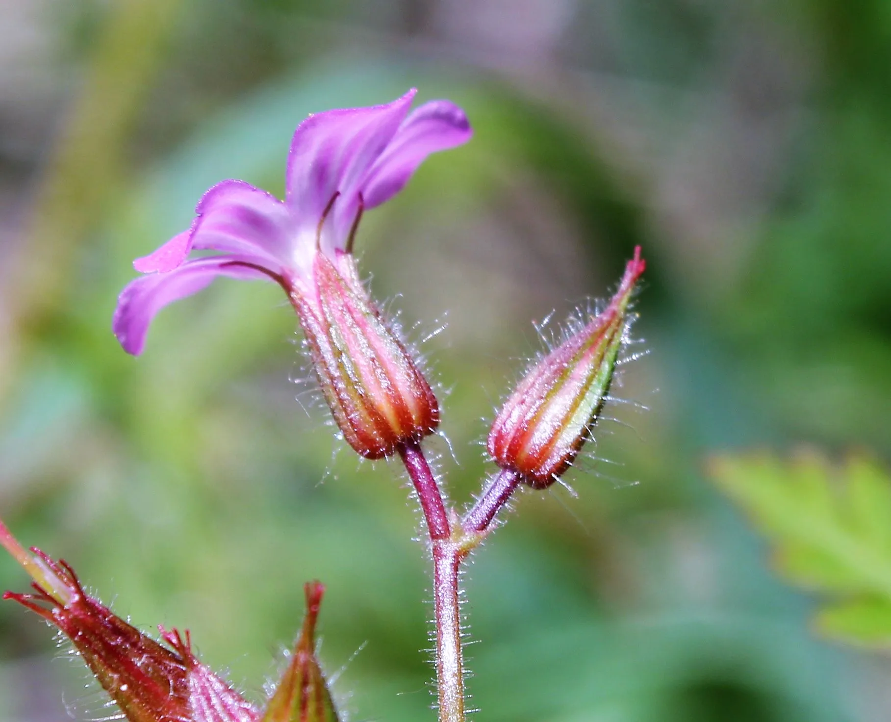 Geranium robertianum