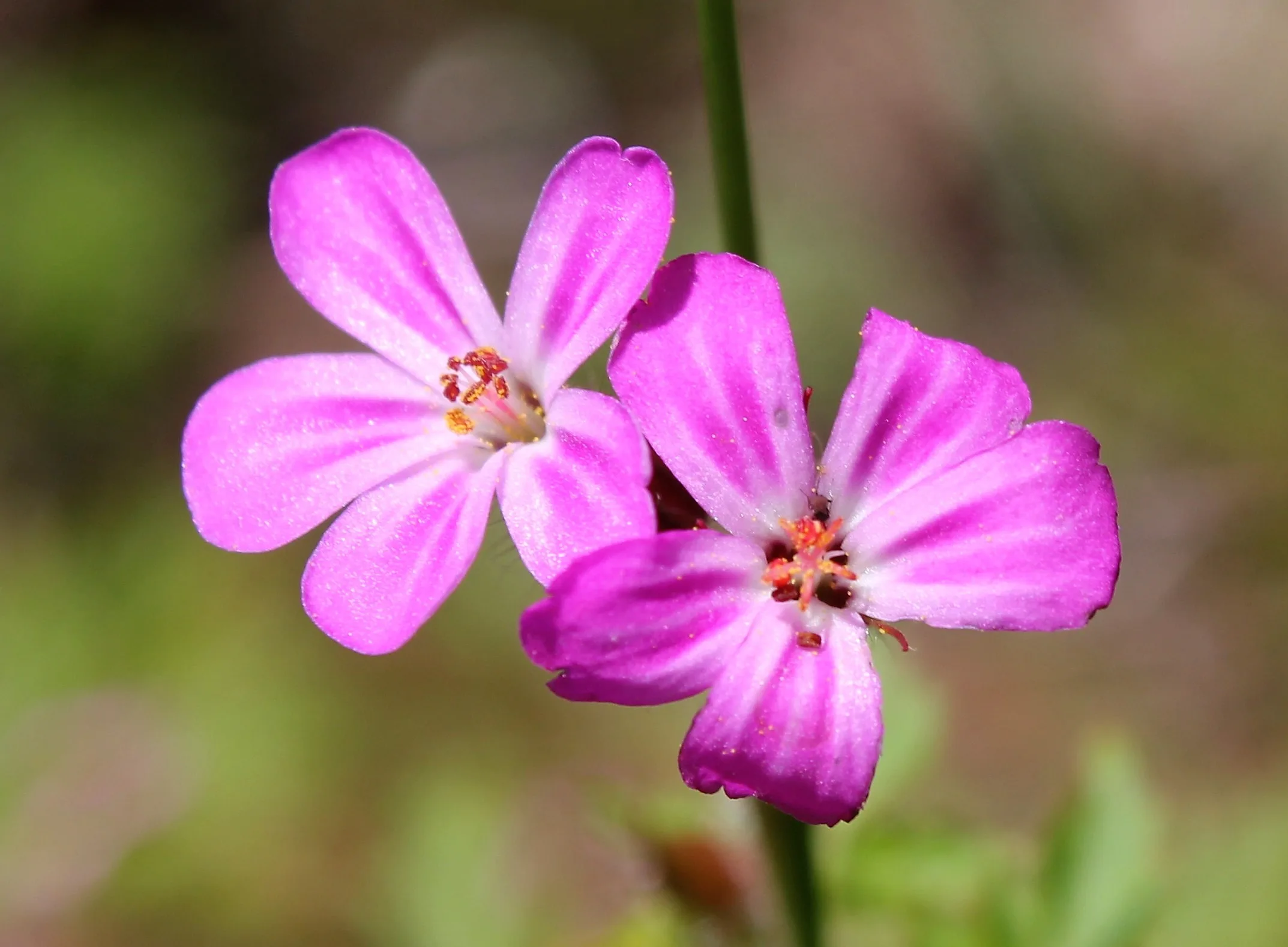 Geranium robertianum
