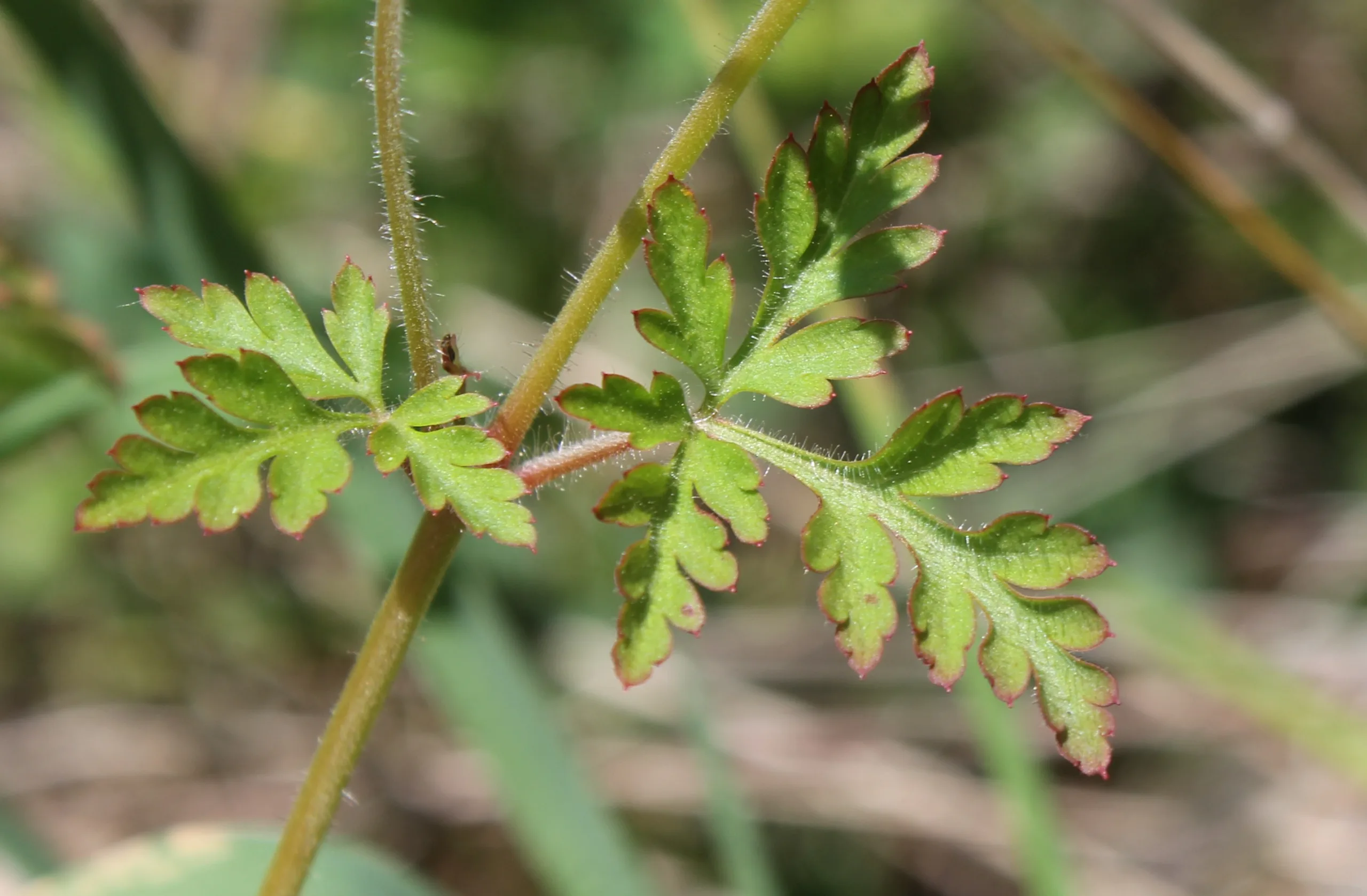 Geranium robertianum