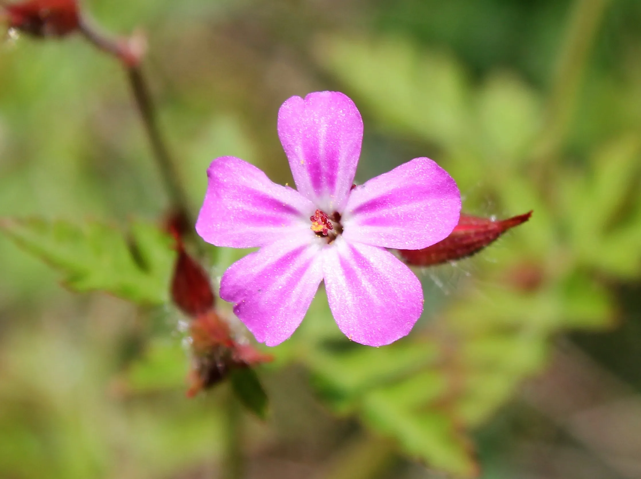 Geranium robertianum