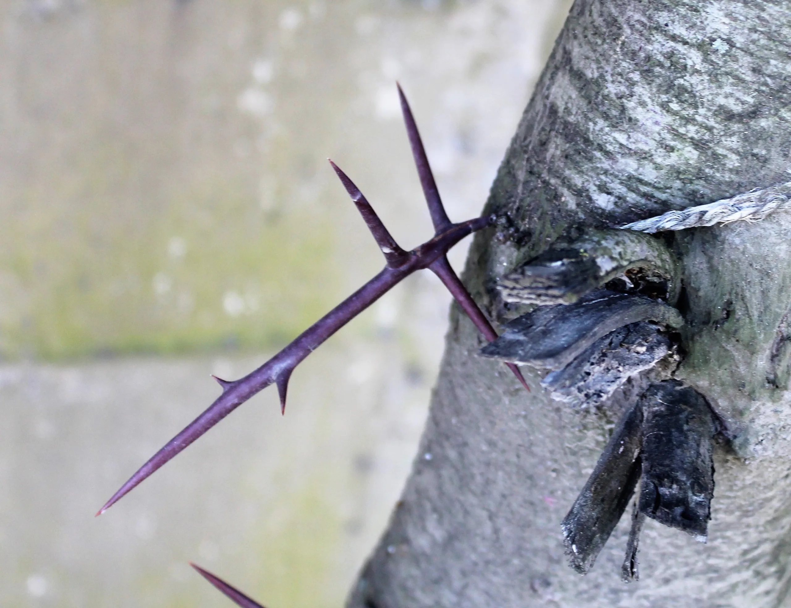 Gleditsia triacanthos