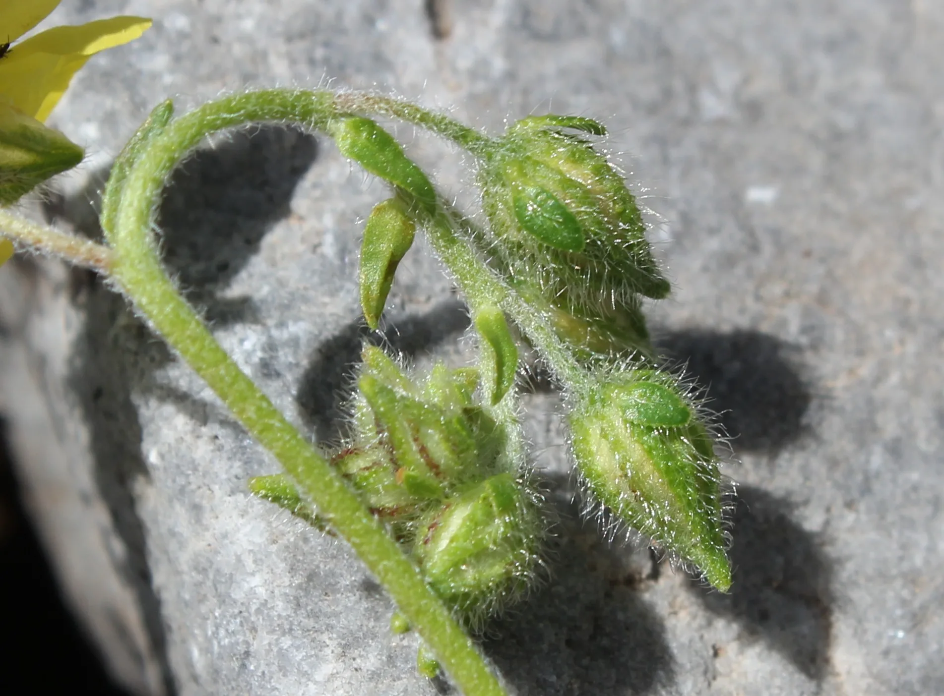 Helianthemum nummularium