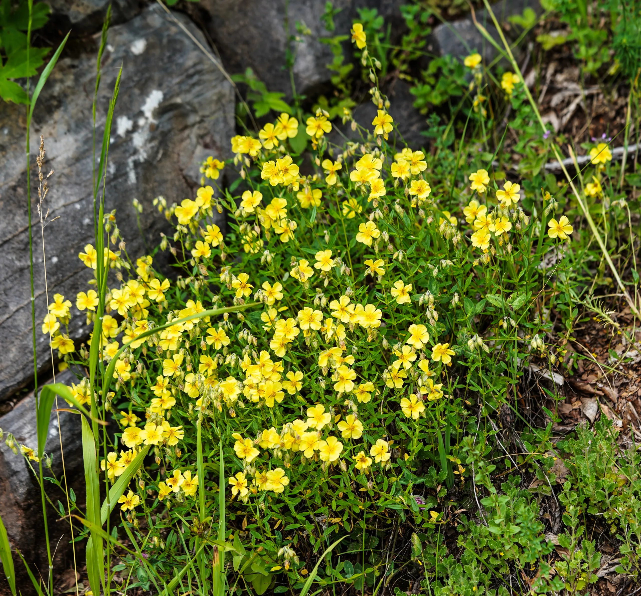 Helianthemum nummularium