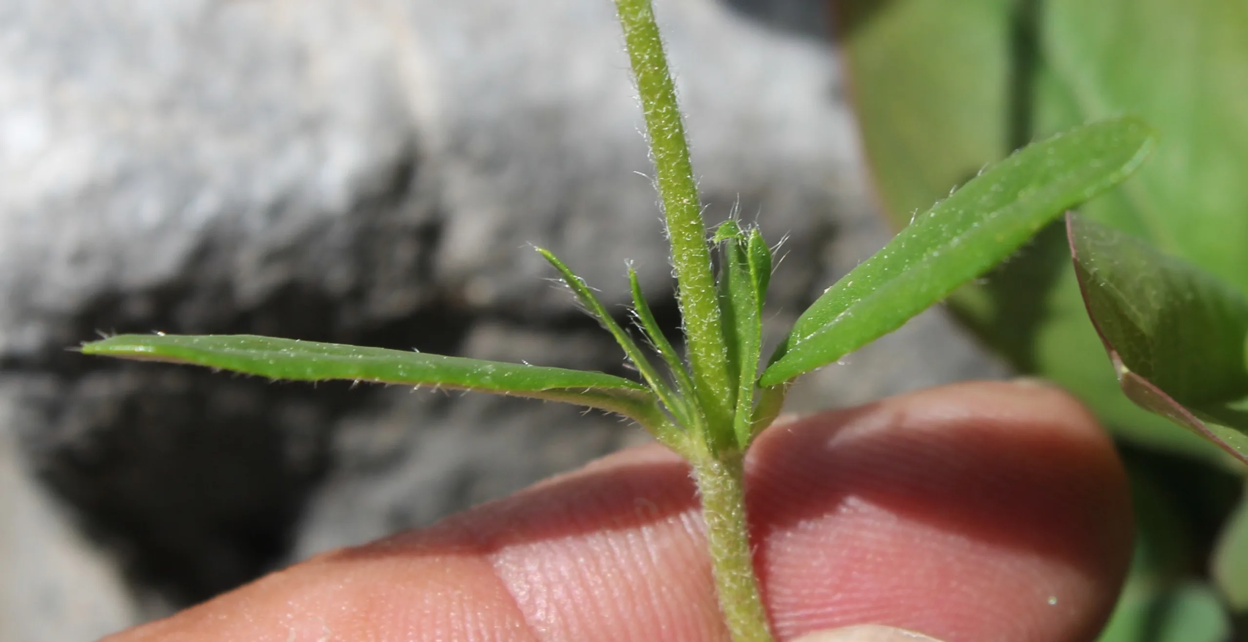 Helianthemum nummularium
