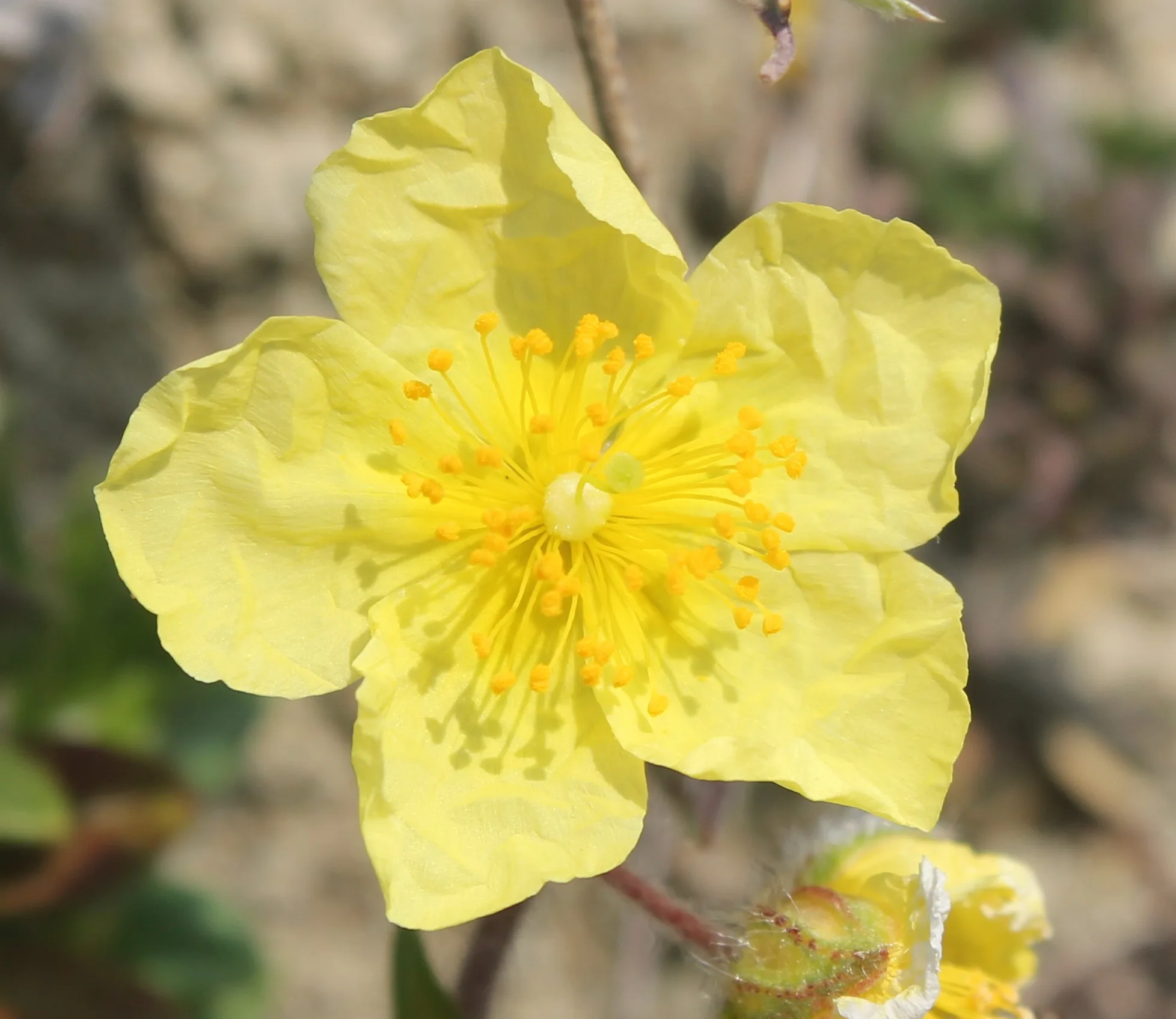 Helianthemum nummularium