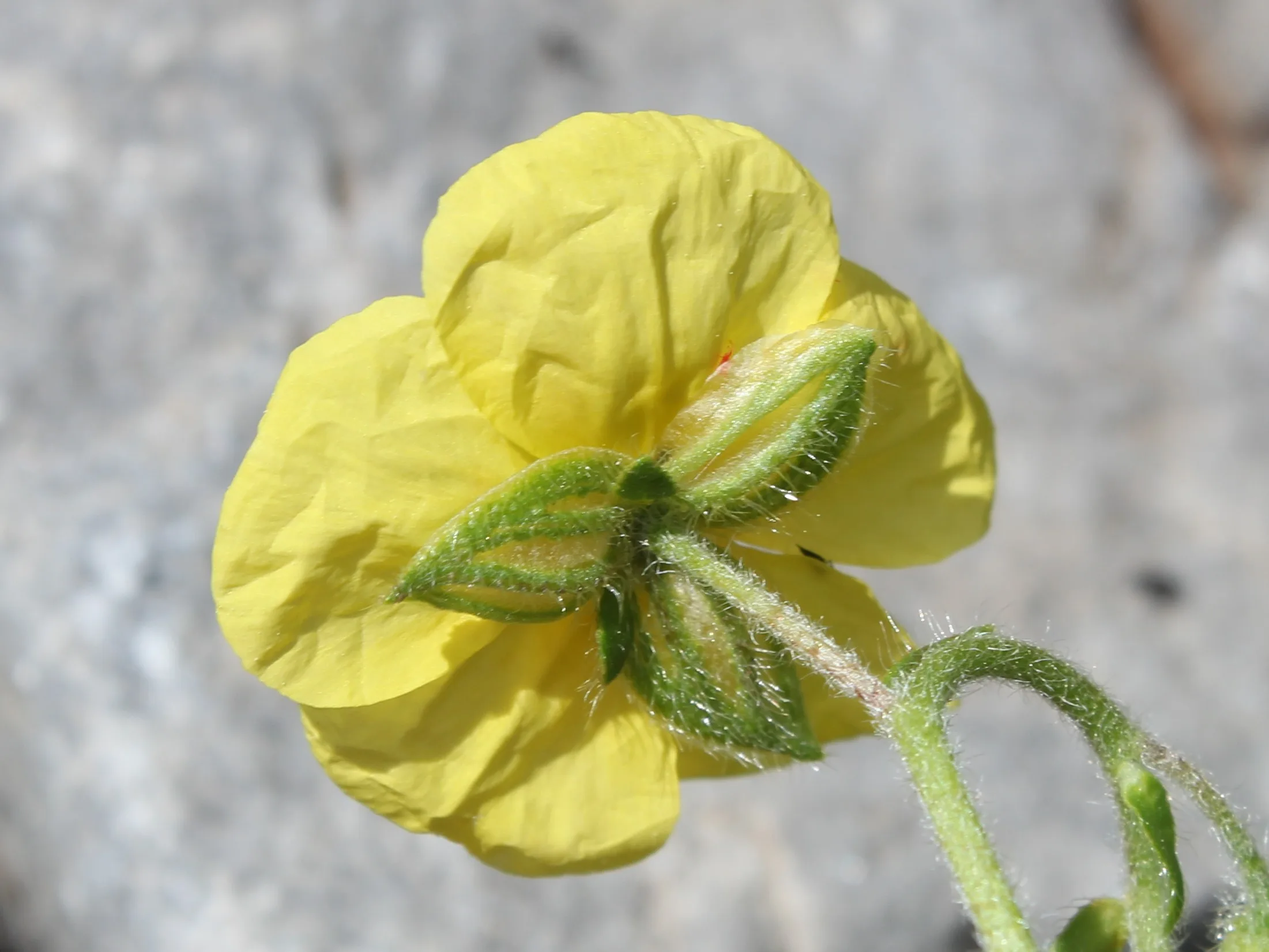 Helianthemum nummularium