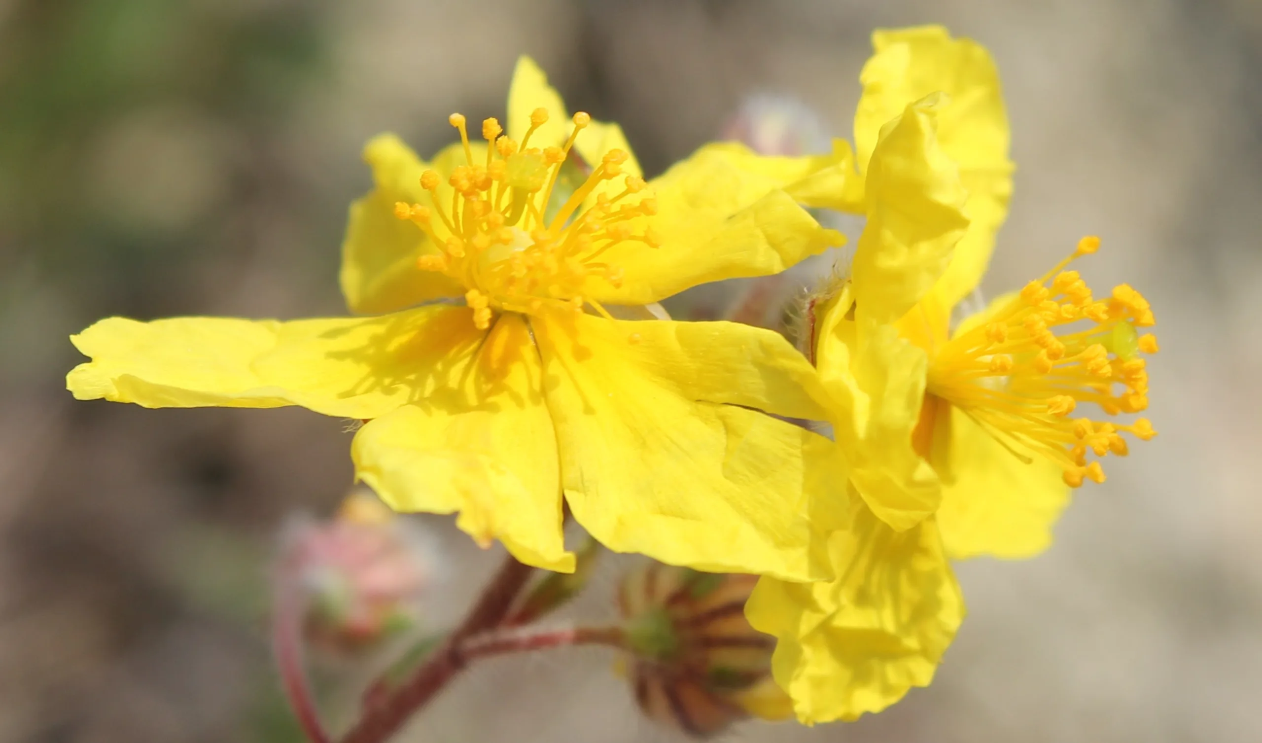 Helianthemum nummularium