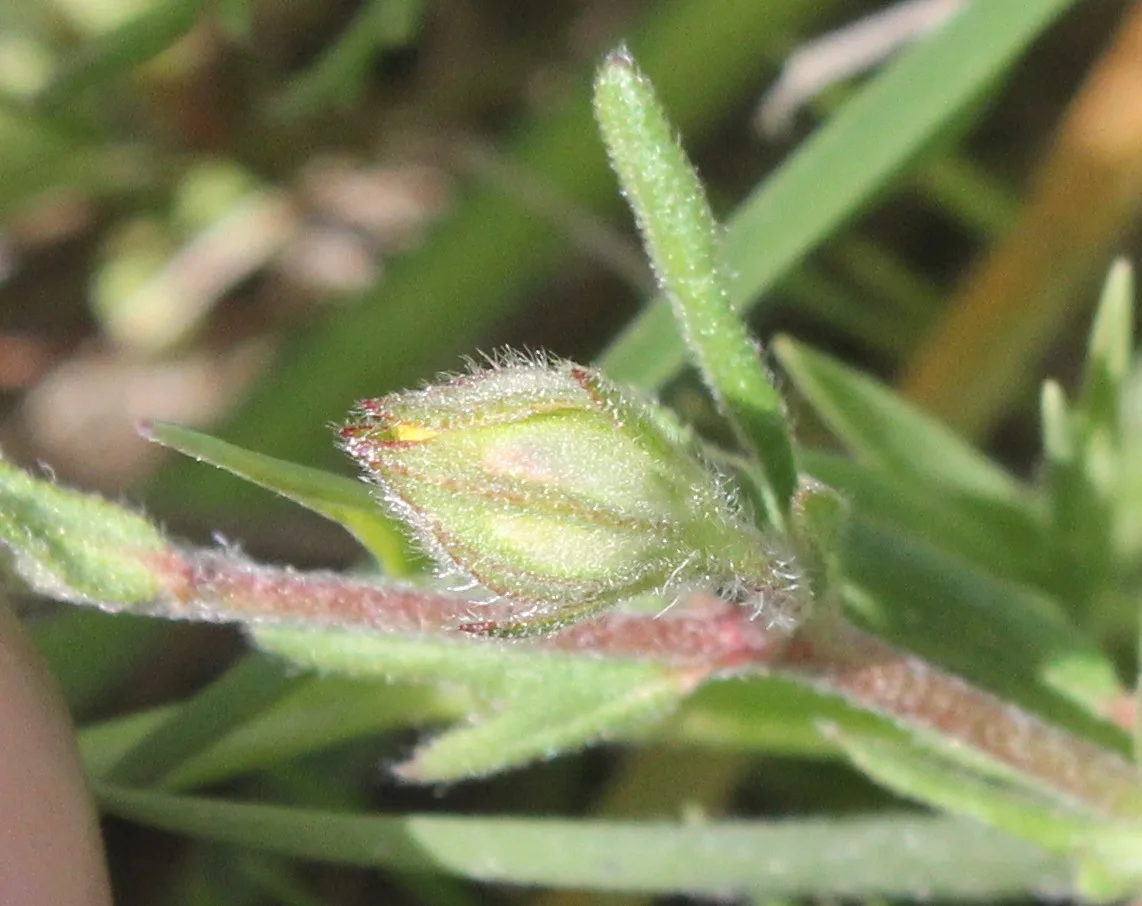 Helianthemum salicifolium