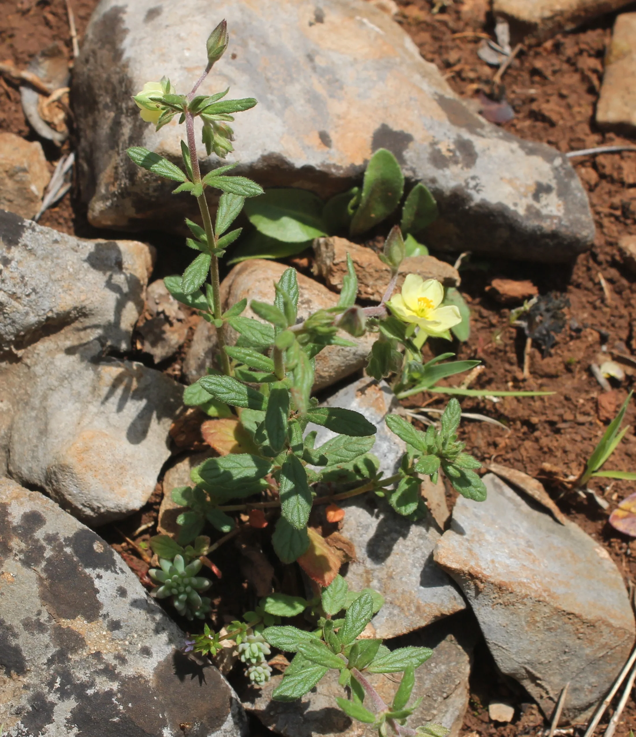 Helianthemum salicifolium