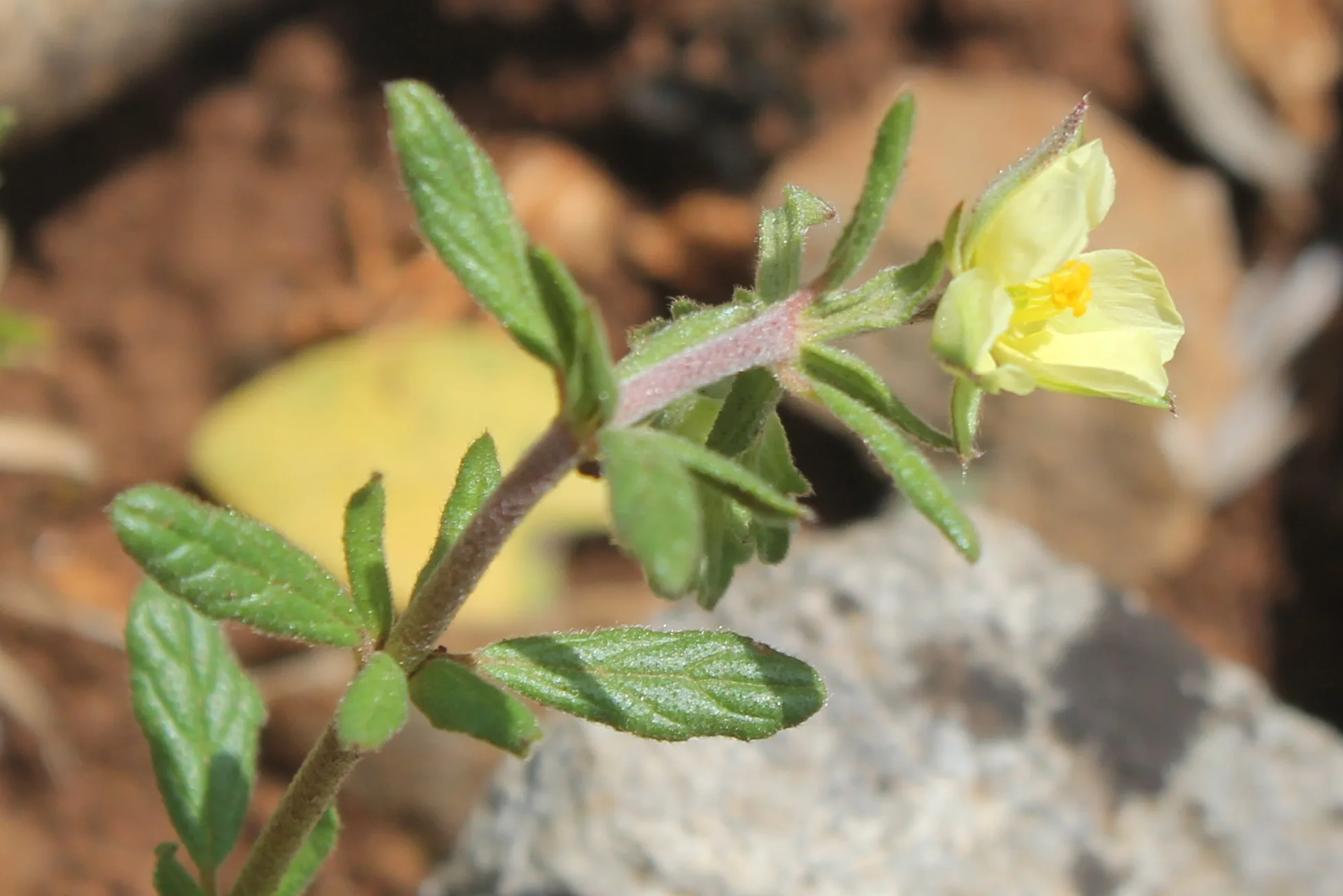 Helianthemum salicifolium