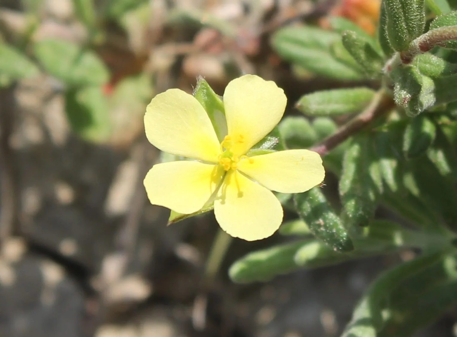 Helianthemum salicifolium