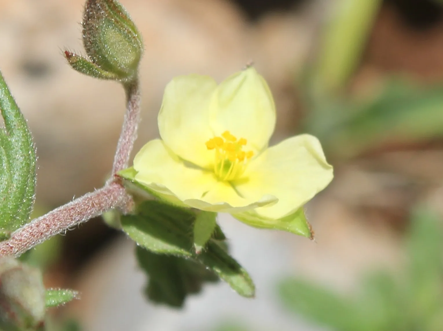 Helianthemum salicifolium