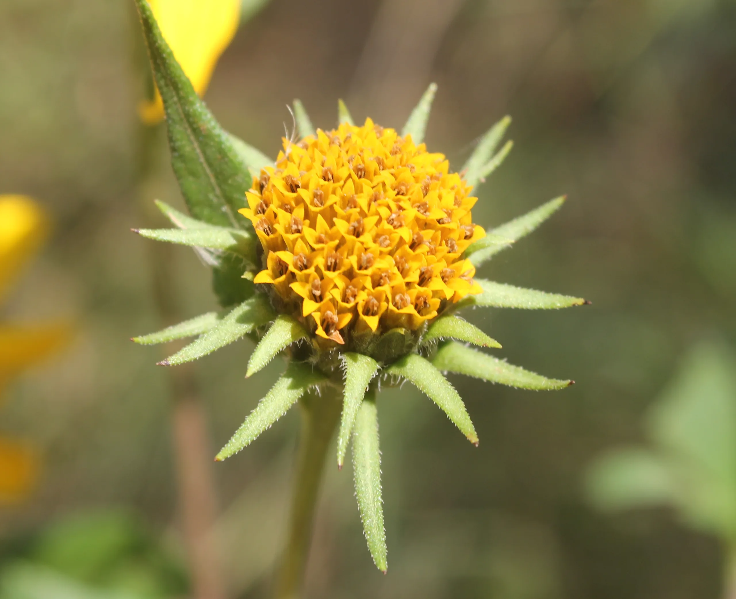 Helianthus tuberosus
