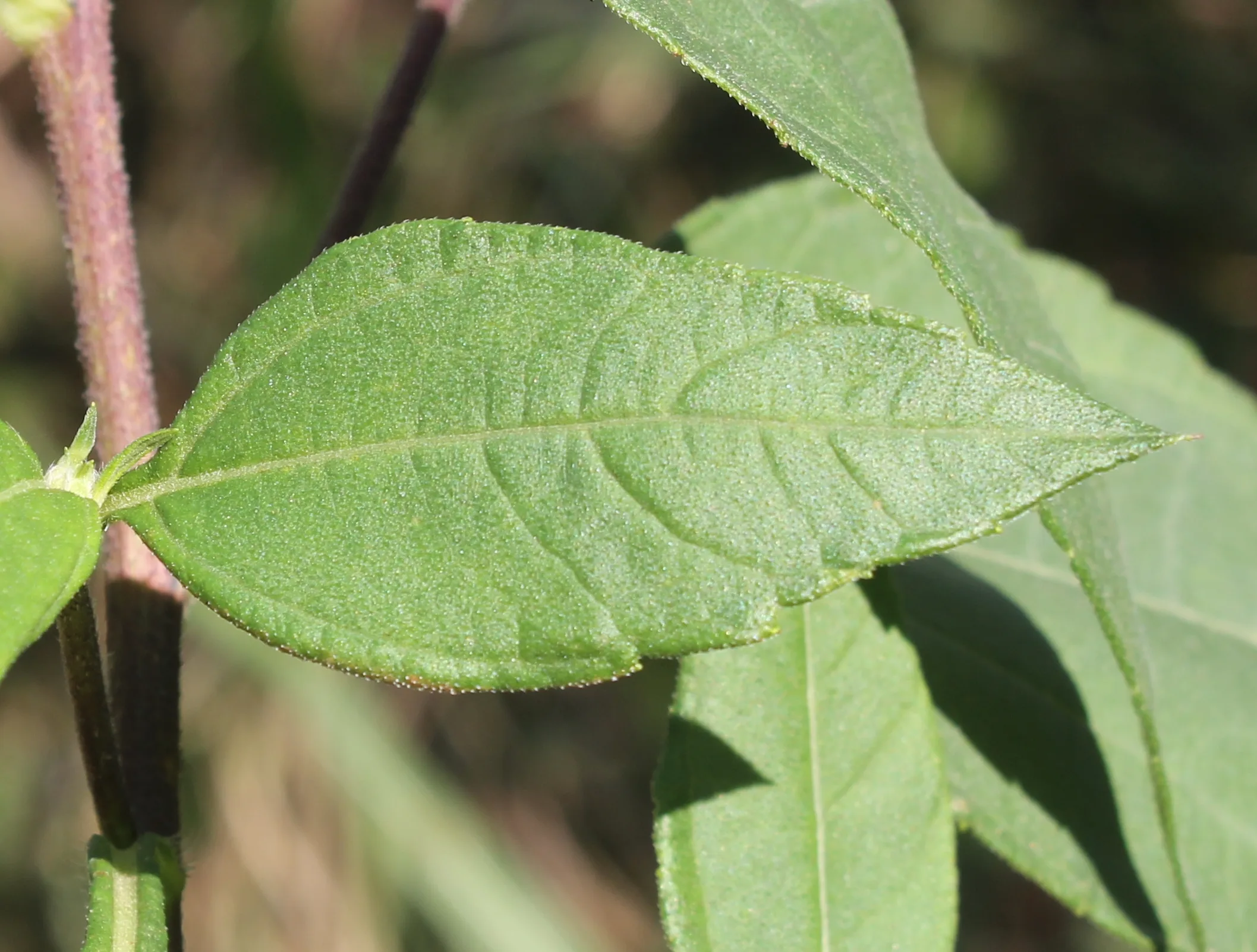 Helianthus tuberosus