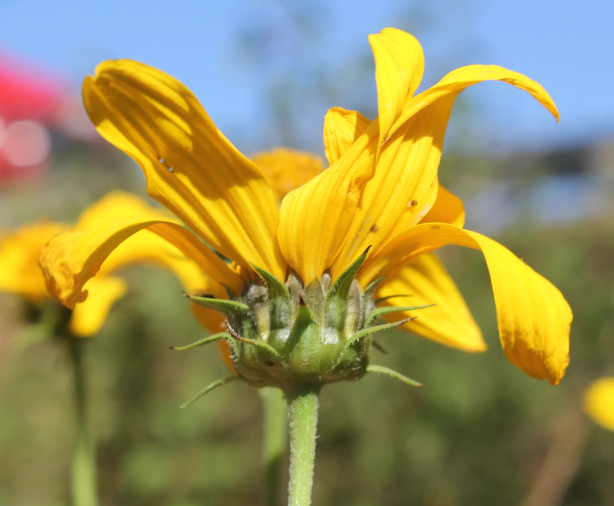Helianthus tuberosus