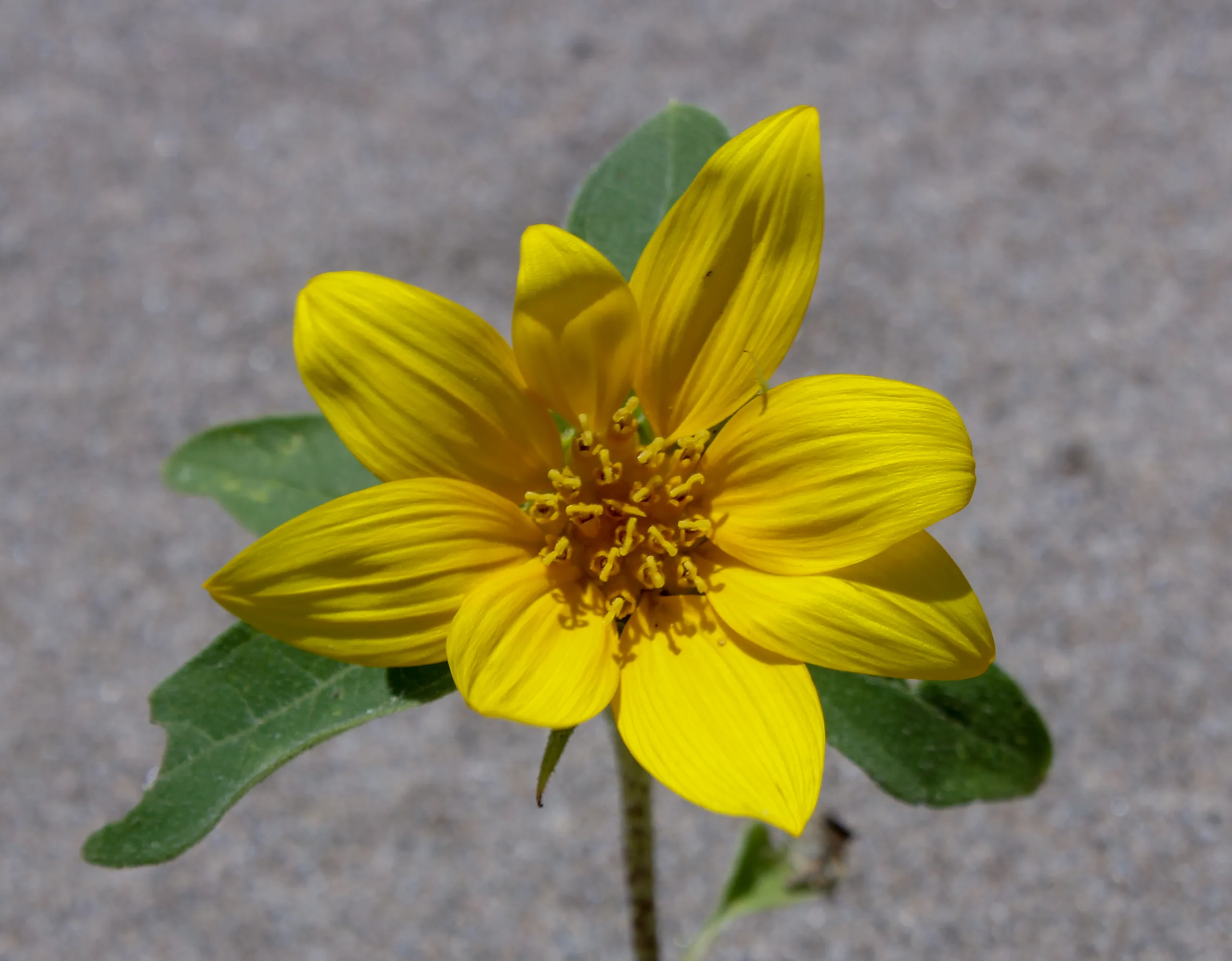 Helianthus tuberosus