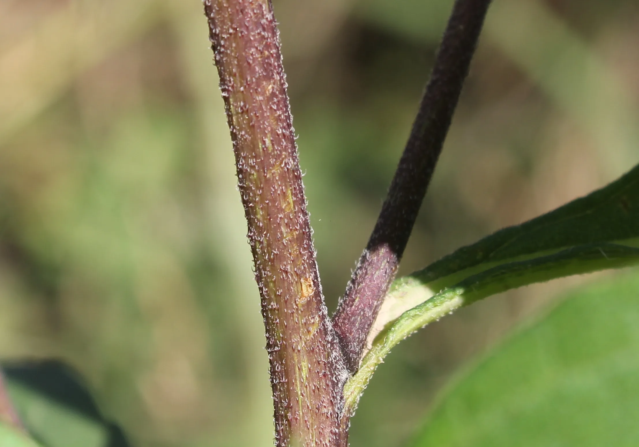 Helianthus tuberosus