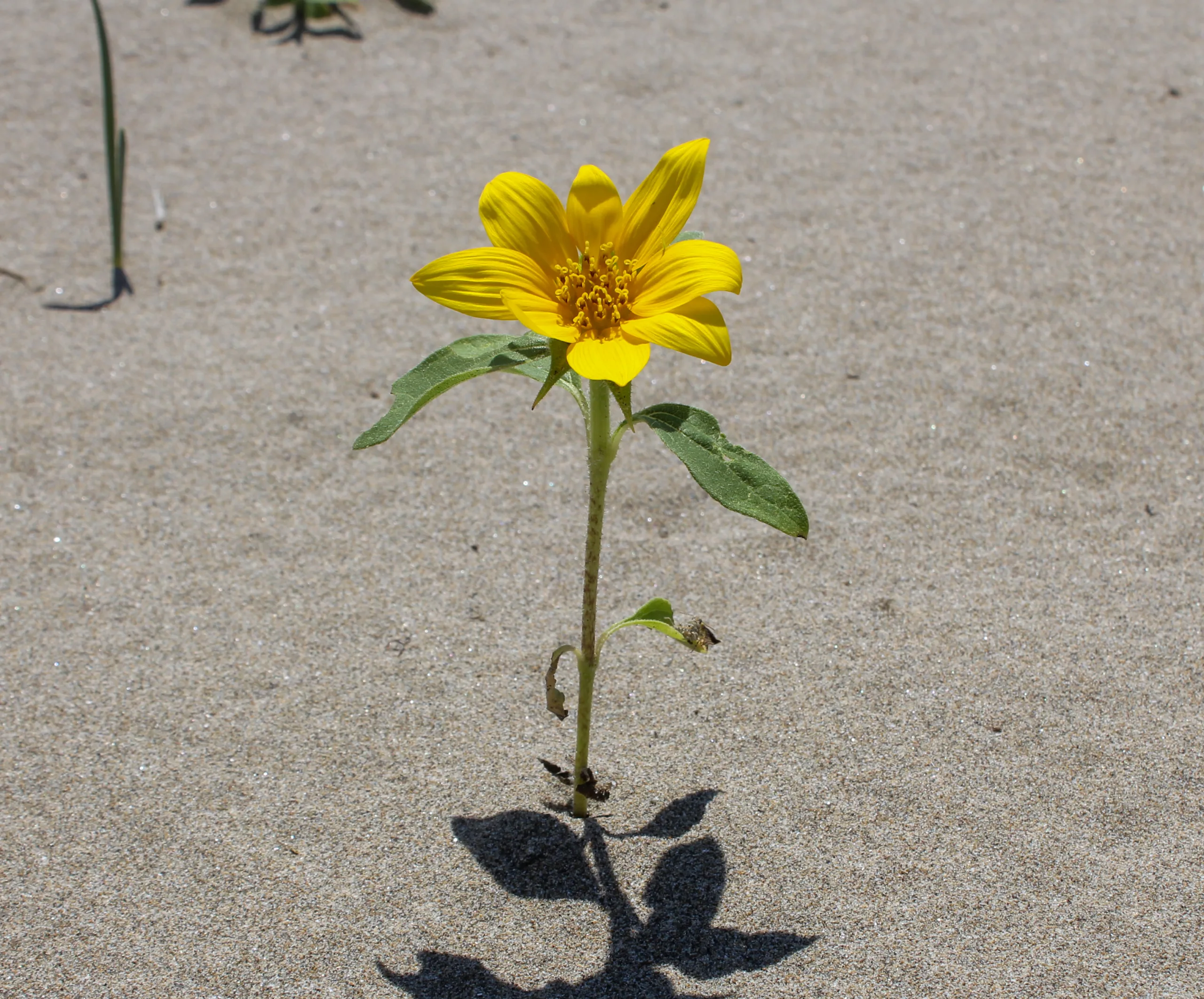 Helianthus tuberosus