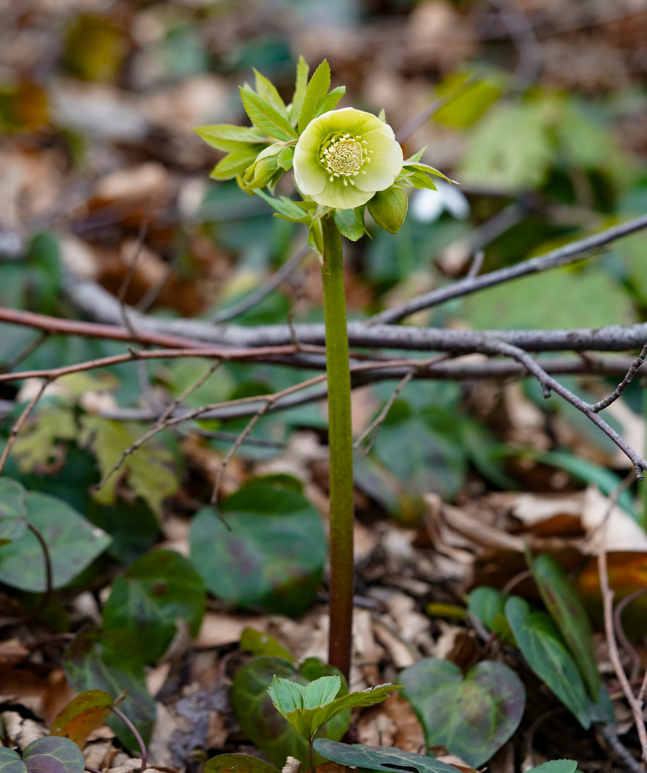 Helleborus orientalis