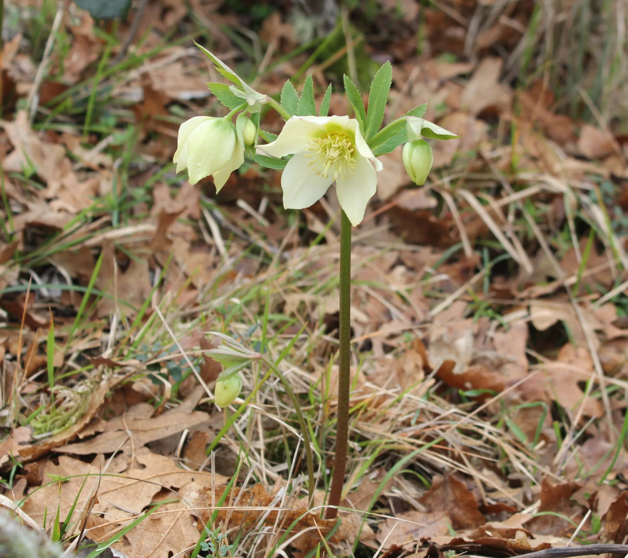 Helleborus orientalis