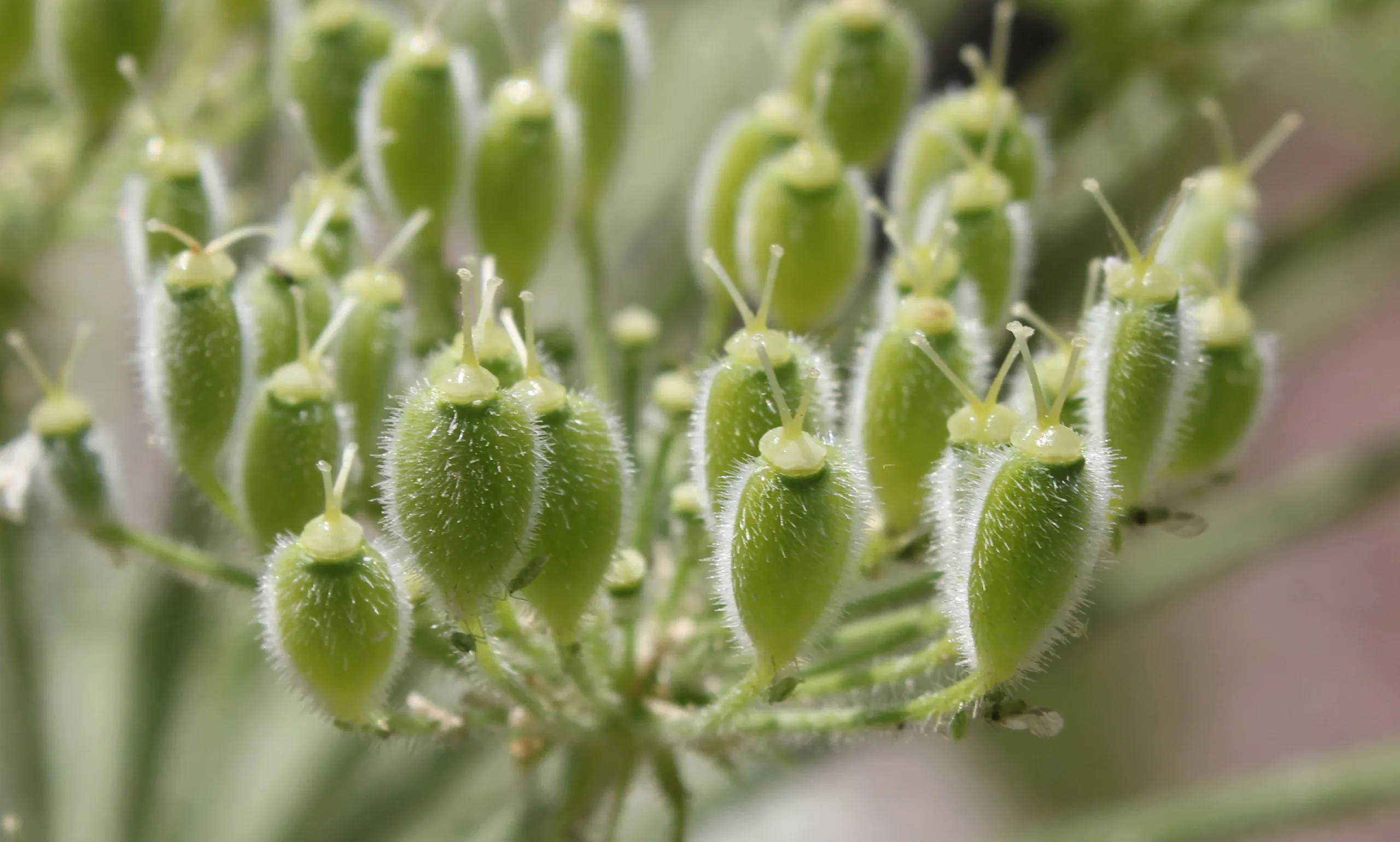 Heracleum platytaenium