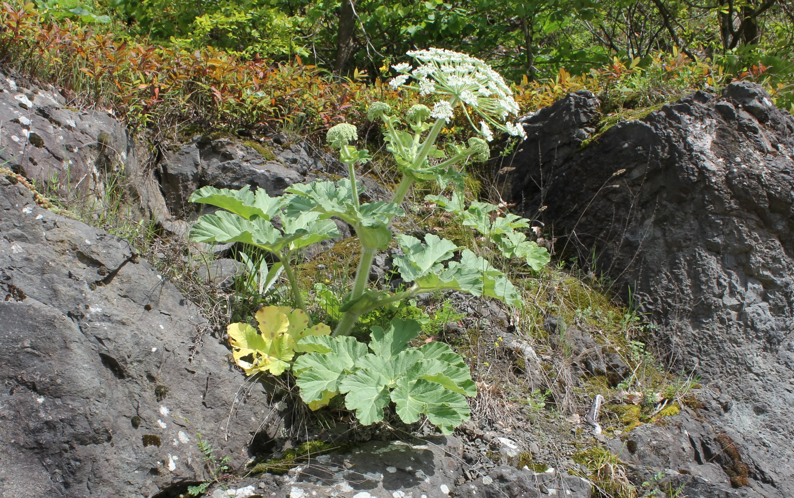 Heracleum platytaenium