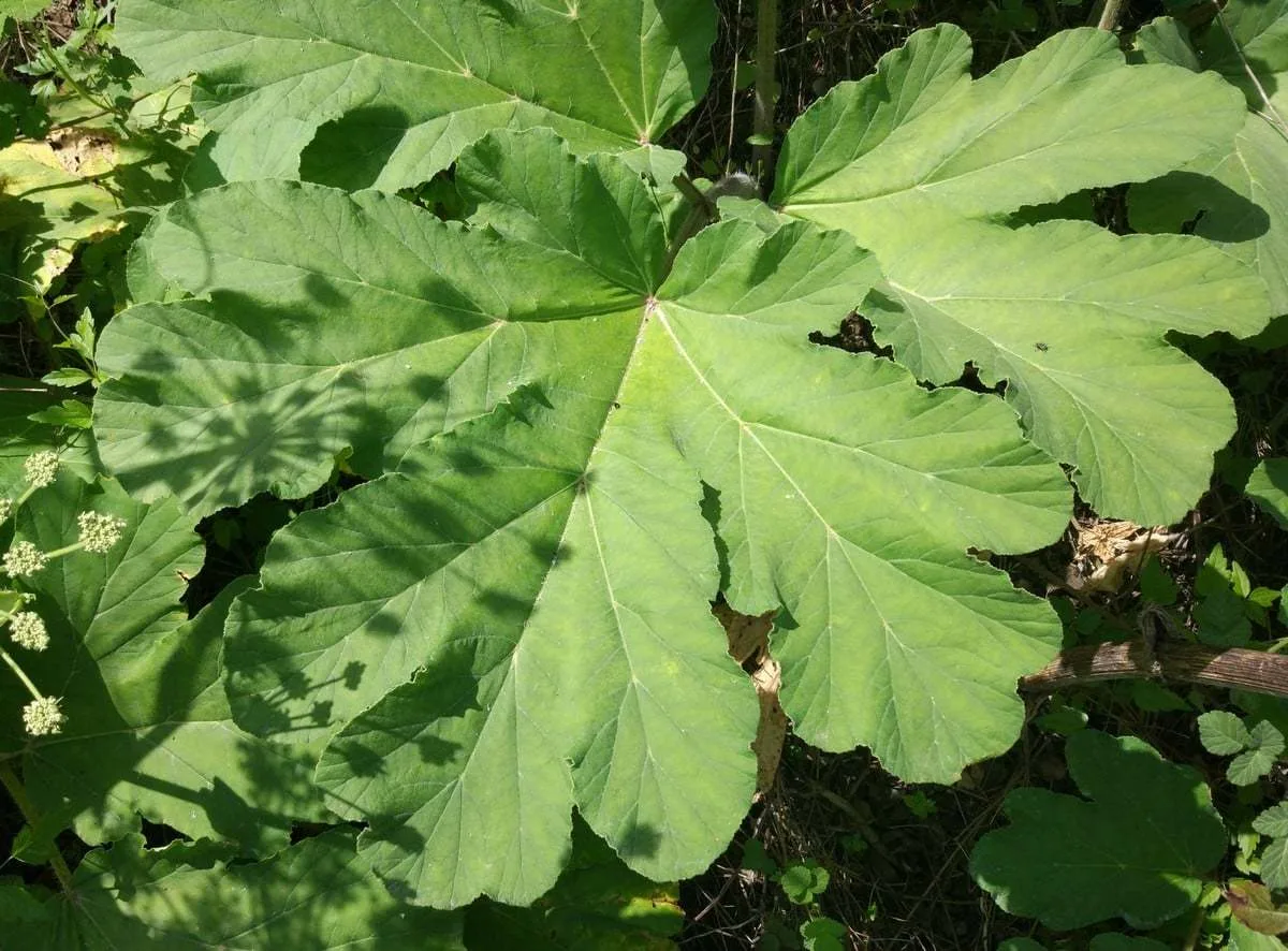 Heracleum platytaenium