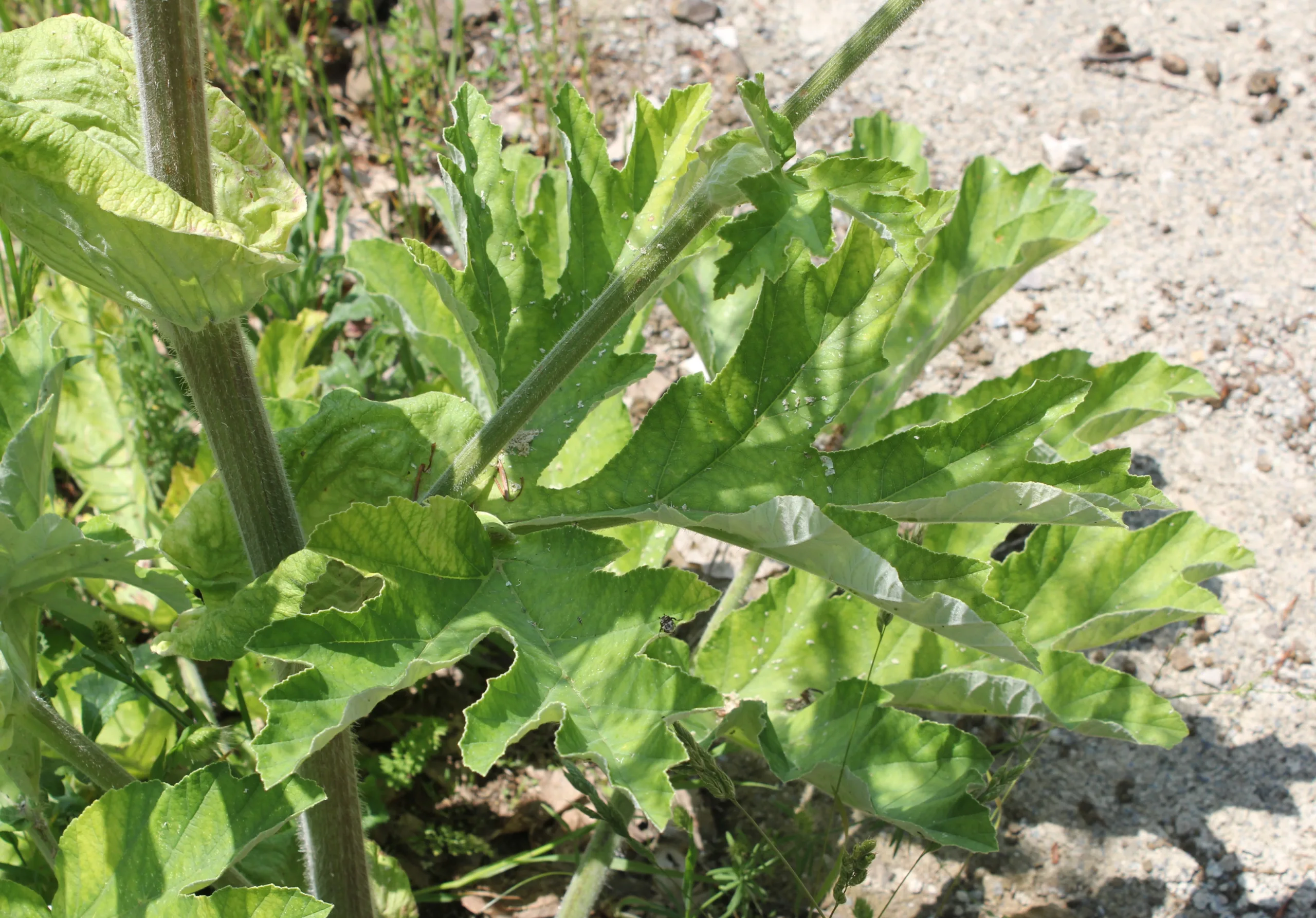Heracleum platytaenium
