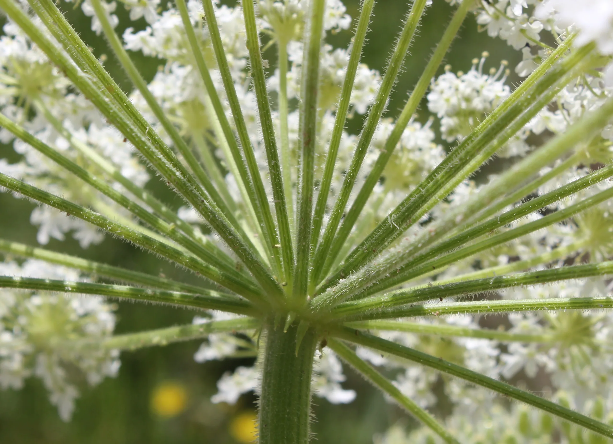 Heracleum platytaenium