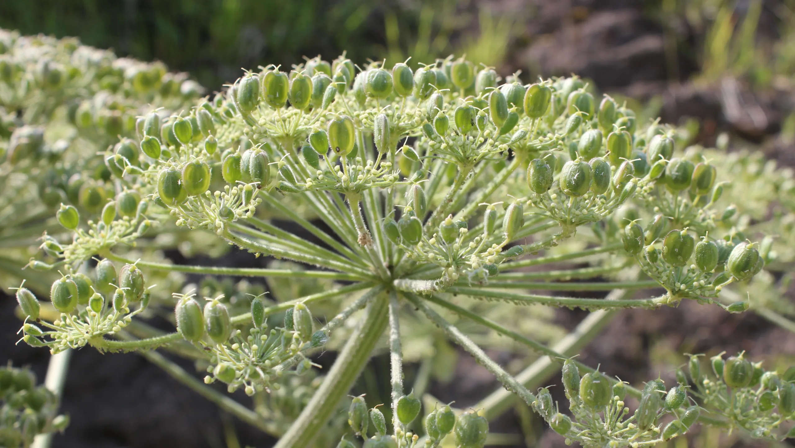 Heracleum platytaenium