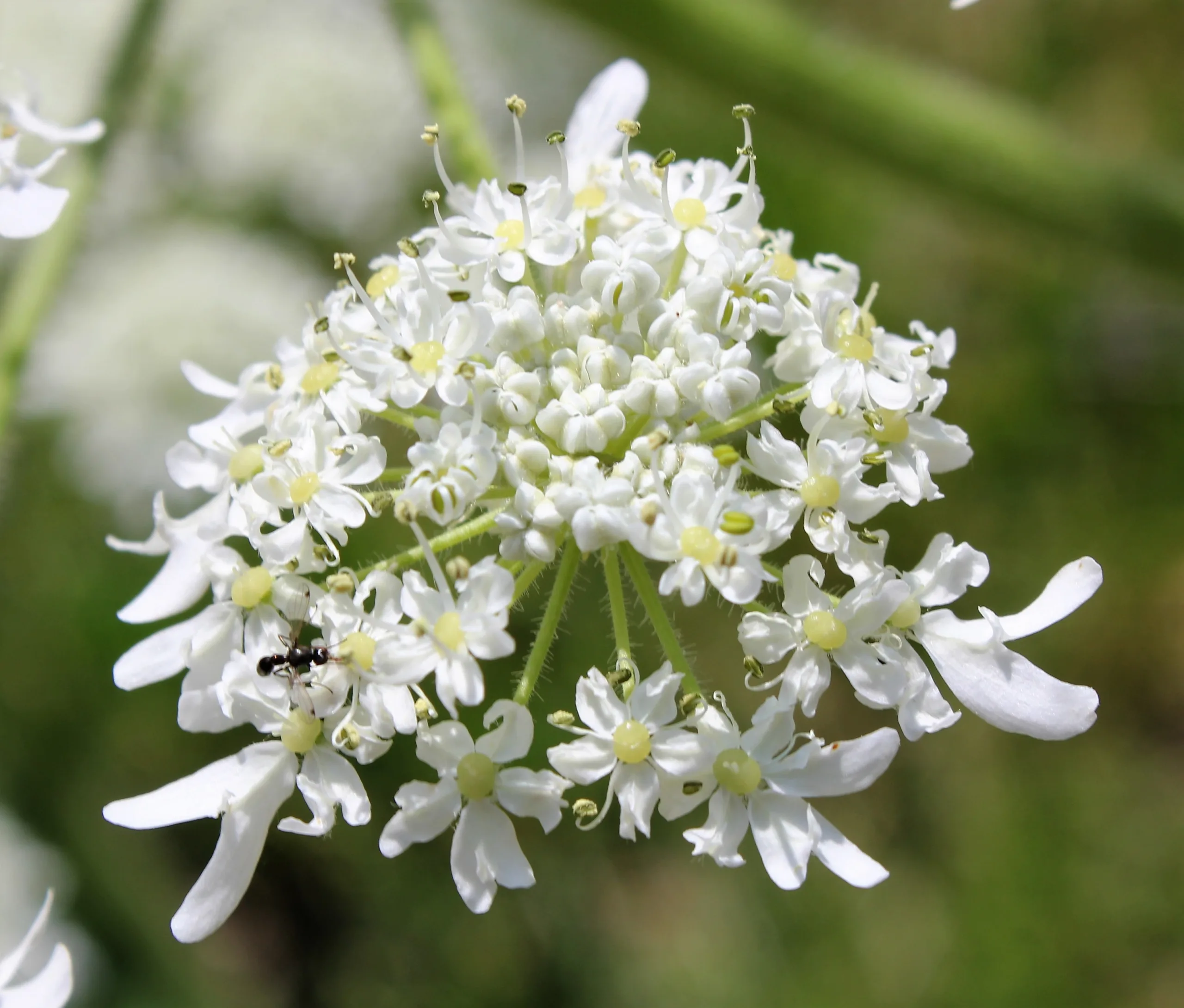 Heracleum platytaenium